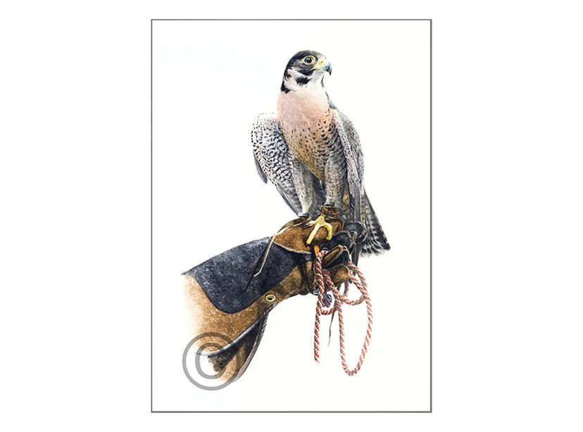 Peregrine x Barbary Falcon Hybrid adj72x52cm.jpg