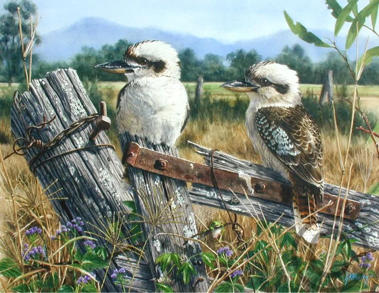 Completely Unhinged (Kookaburras) 72cm x 52cm