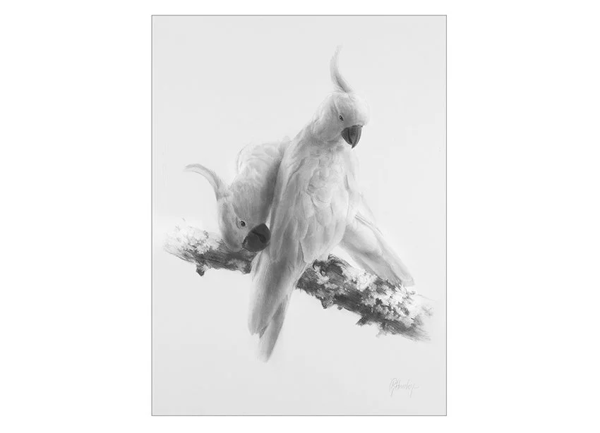 Togetherness - 55cm x 40cm. Two of the Sulphur-crested Cockatoos that have been dropping onto my veranda railing most days for the past 20 years