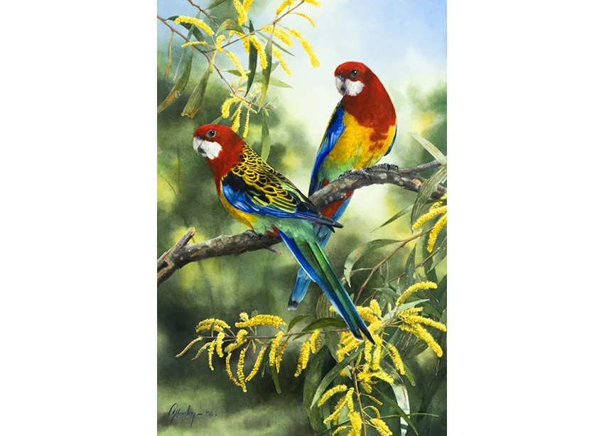 Eastern Rosellas_0358.jpg