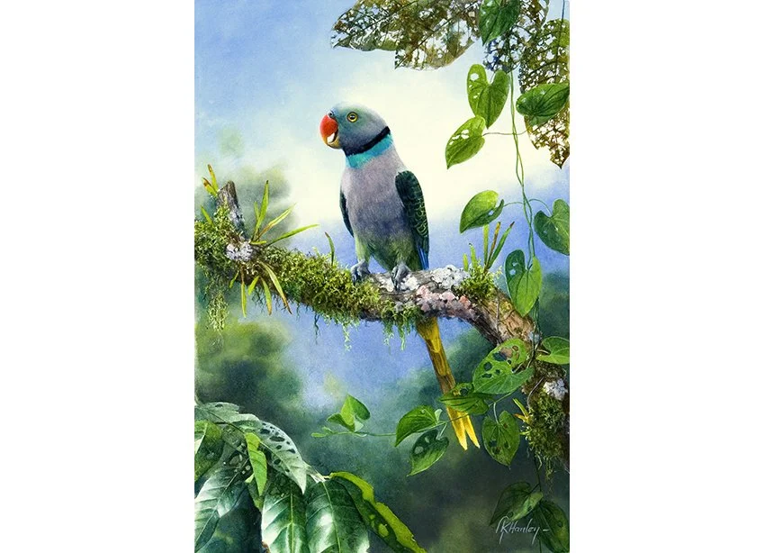 Malabar Parakeet adj2.jpg