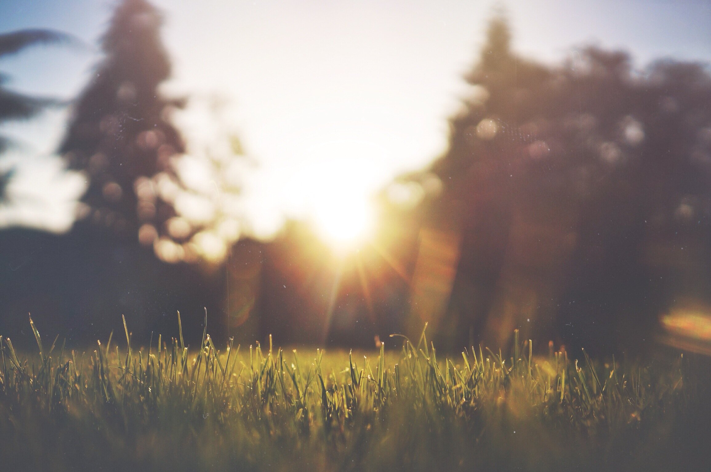 The Dance of Elements: Exploring the Five Elements and the Essence of Summer
