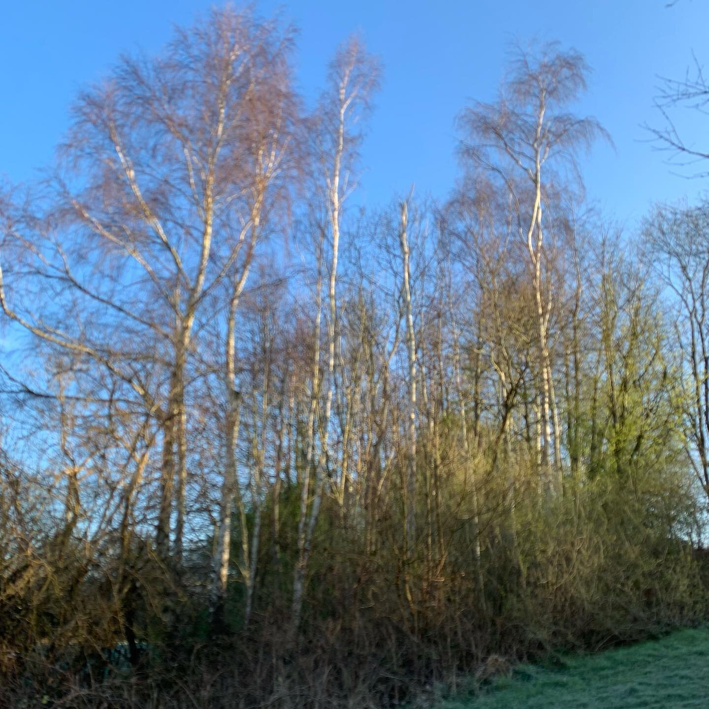 Springing into March. This mornings walk was to an orchestra of birds and a rhythm of crunchy footsteps breaking through the frosty grass. The clear blue sky was a great backdrop to the burgundy winter exposed branches of the silver birch. Last night