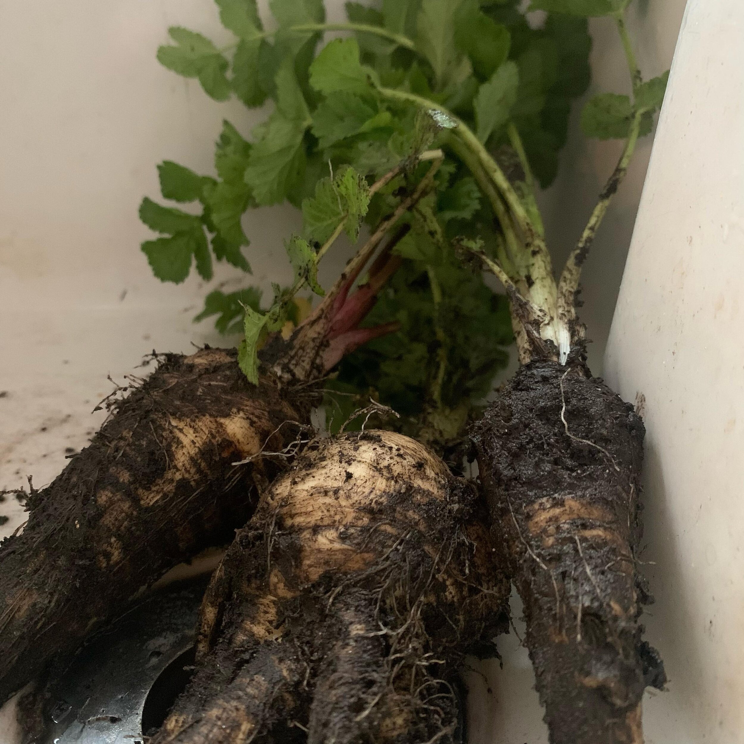 Yummy home grown parsnips. Having struggled to grow these and carrots, I finally had success by growing them in cardboard boxes. They take quite a while to germinate so I suspect I was just impatient in the past and planted other things in its space 