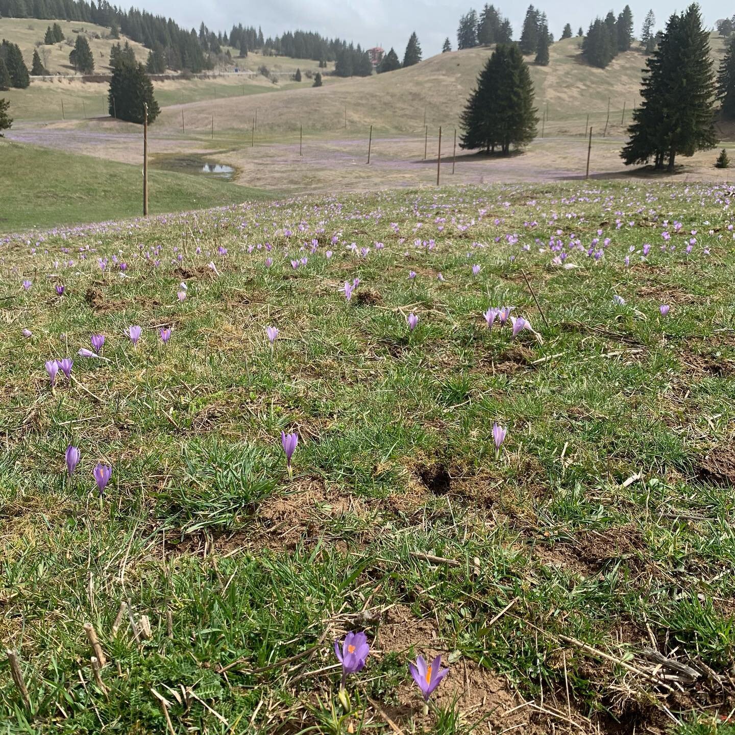 Enjoying a field of crocus, wild flowers and beautiful lichen on trees. #nature #flowers #gratitude #walking #bulgaria🇧🇬 #colour #field