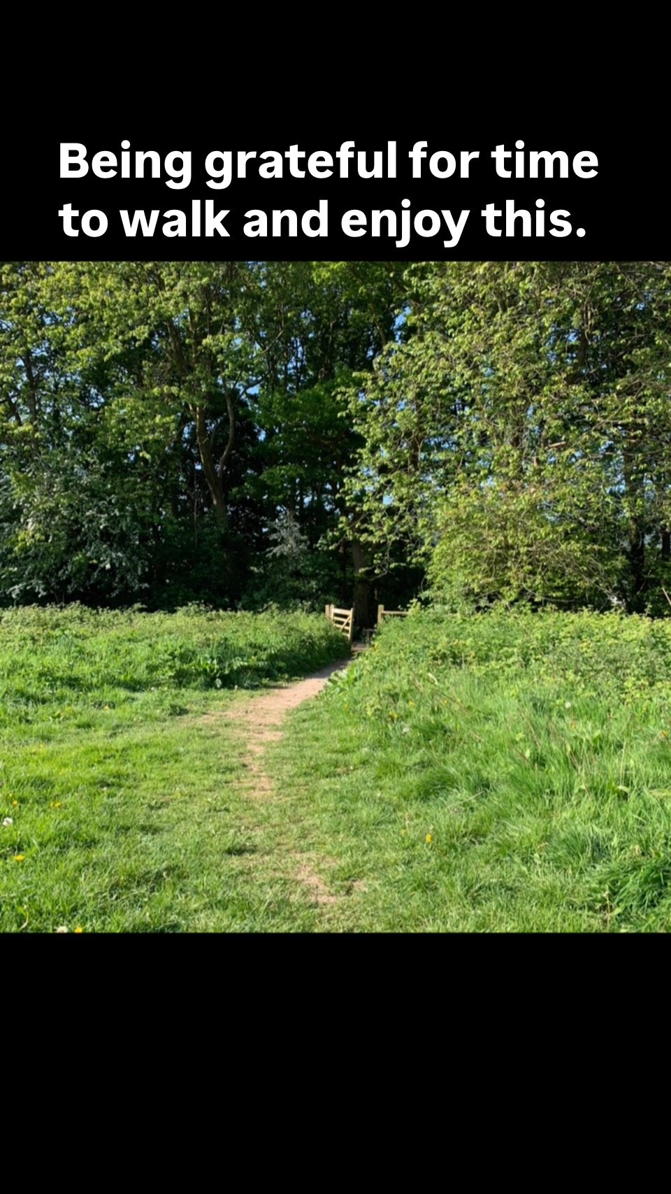 Out for a morning walk with our dog and wondering where the week has gone. I don’t seem to have posted much but I have been busy, presenting work and getting the garden ready for Open Studios this June 7/8, 14/15. I loved seeing the garlic and
