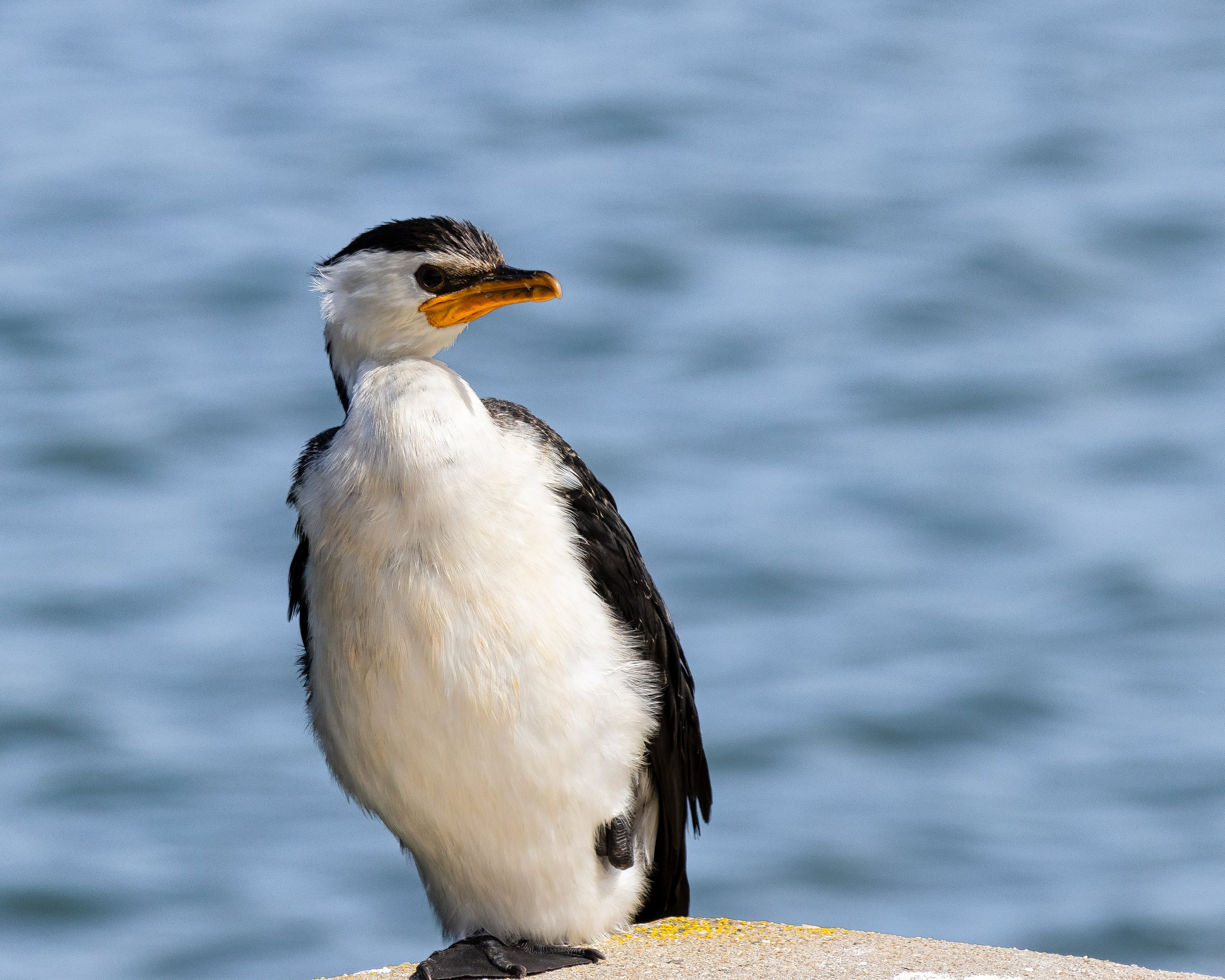 Goolwa Barage-12.jpg