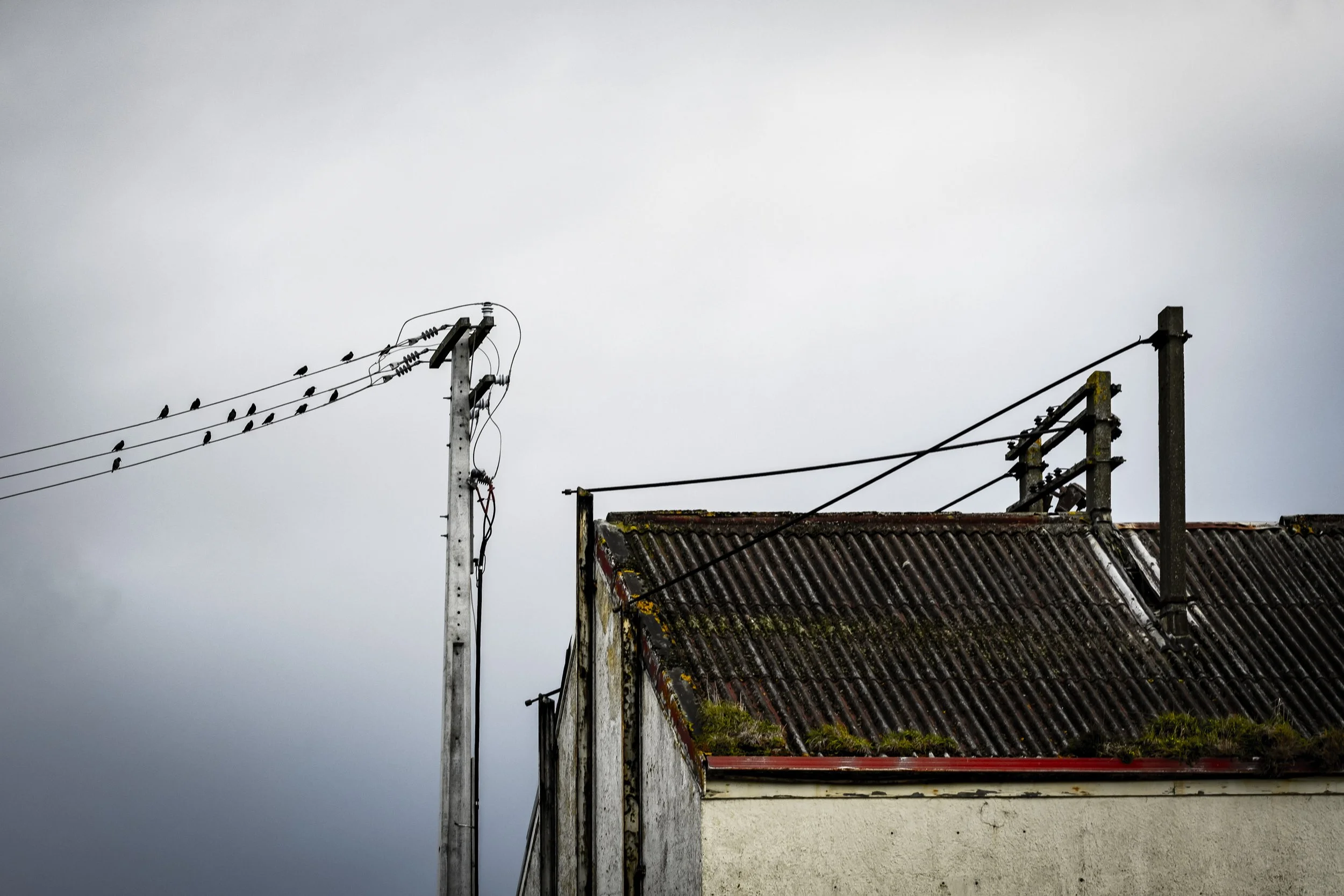 "Some fly away. Some stay"
Some escape winter, others endure. Suspended between departure and permanence, the birds and building become parallel expressions of adaptation. The work considers wintering as both a seasonal strategy and a metaphor for hu