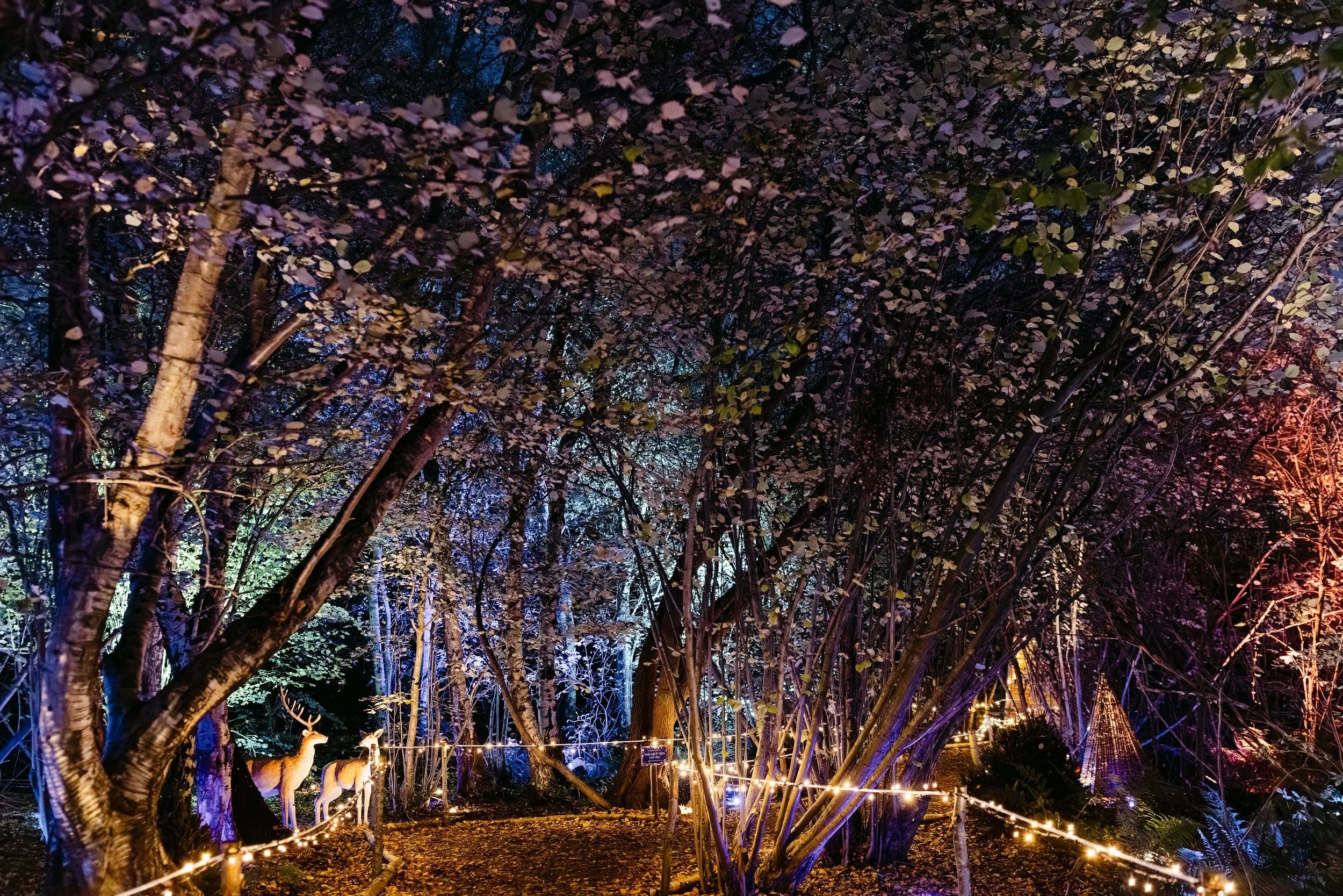 Christmas at Bewl Water-356(Large).jpg