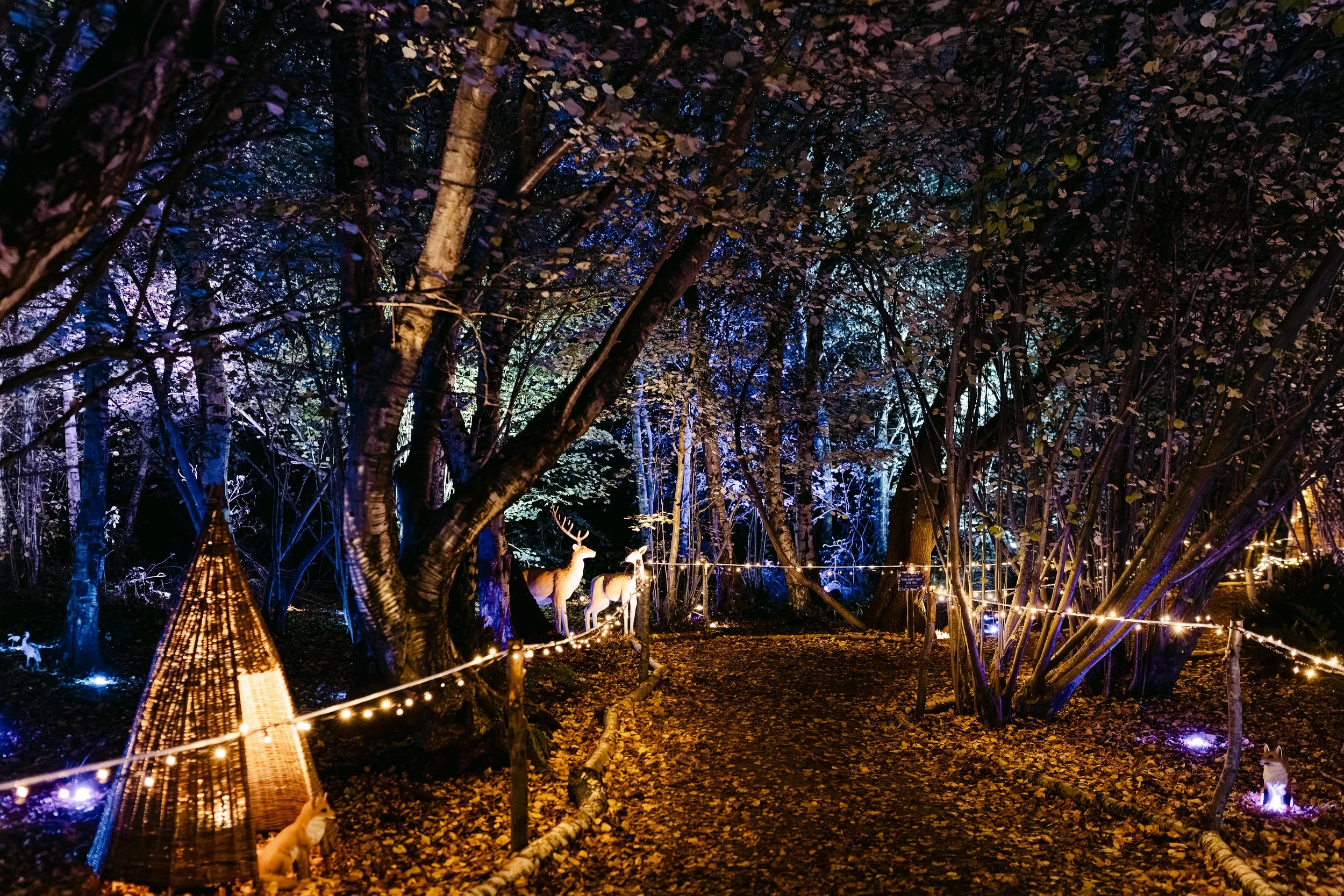 Christmas at Bewl Water-355(Large).jpg