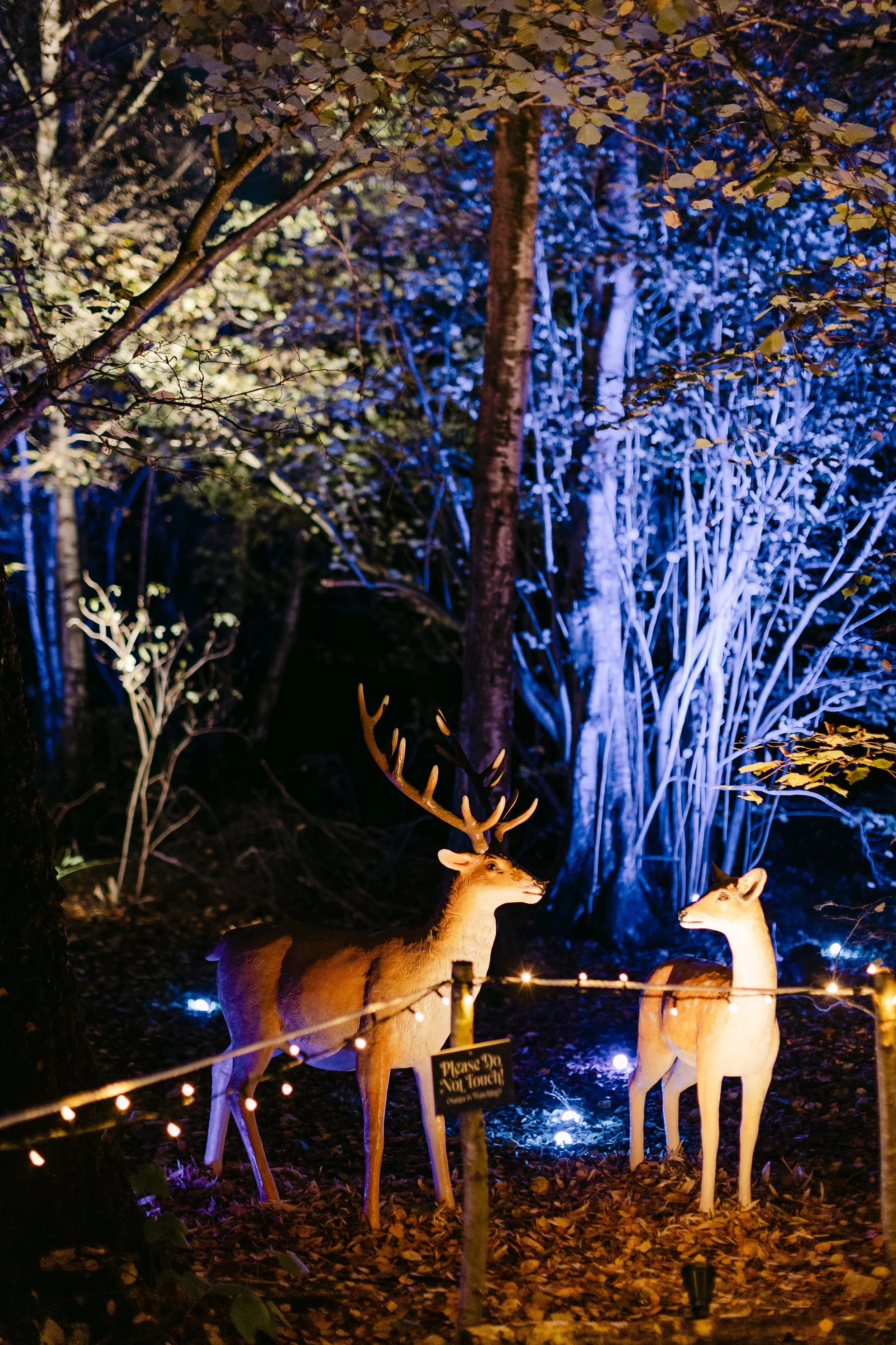 Christmas at Bewl Water-357(Large).jpg