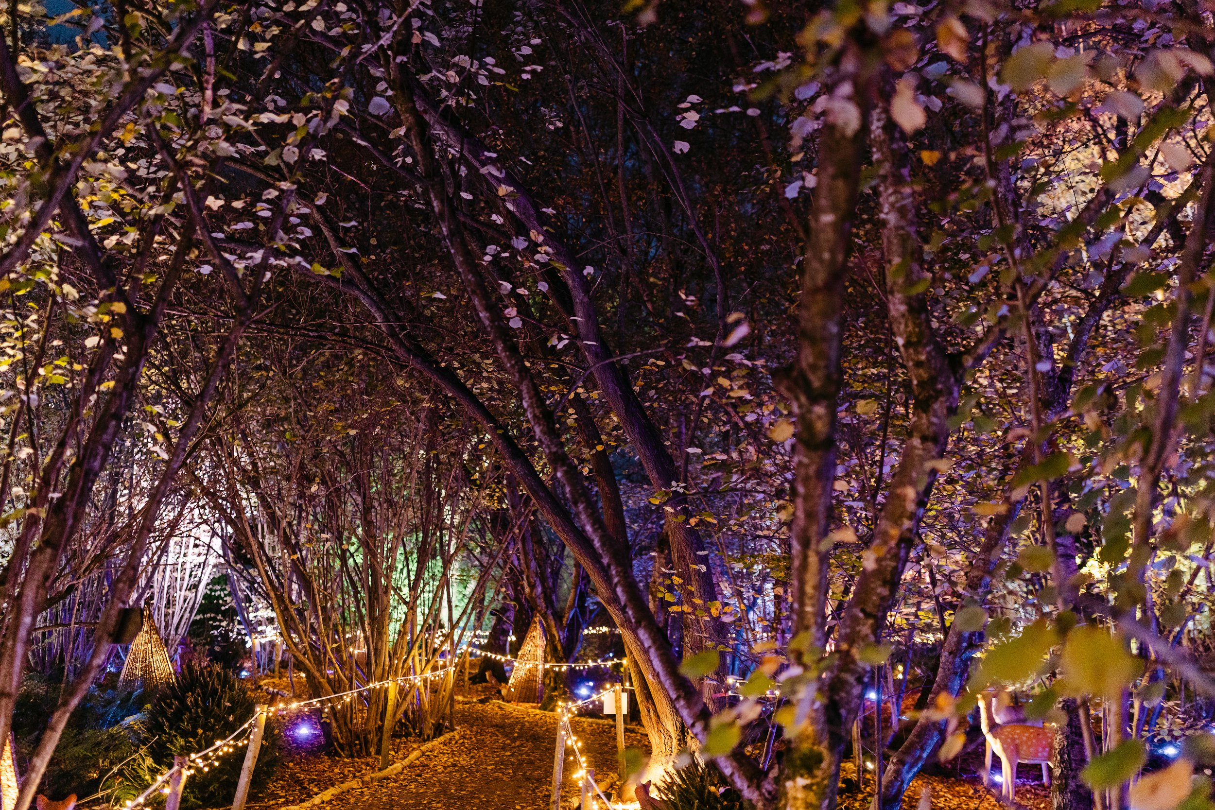 Christmas at Bewl Water-359(Large).jpg