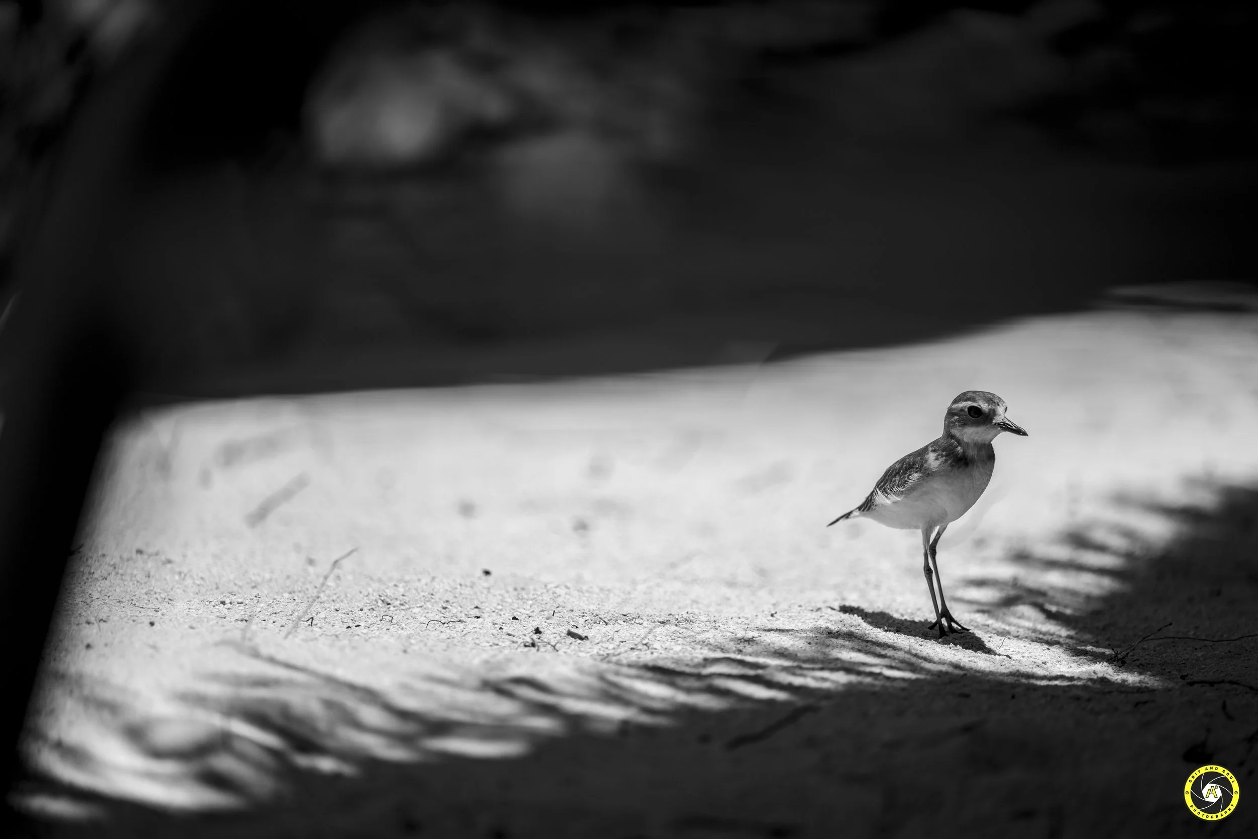 Grit & Soul Photography - 2024 - 82891.jpg