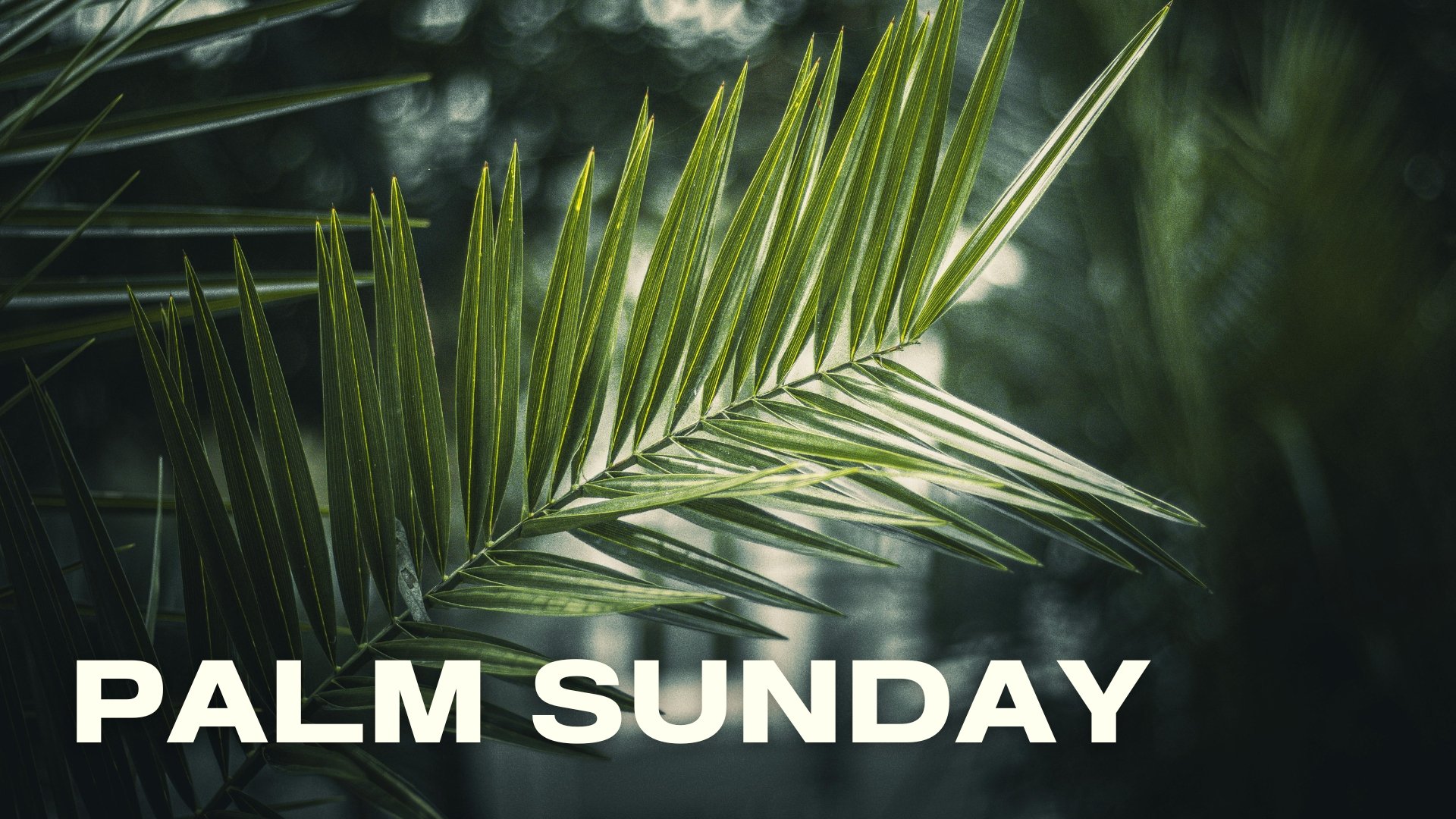 Palm Sunday: What Kind Of King?