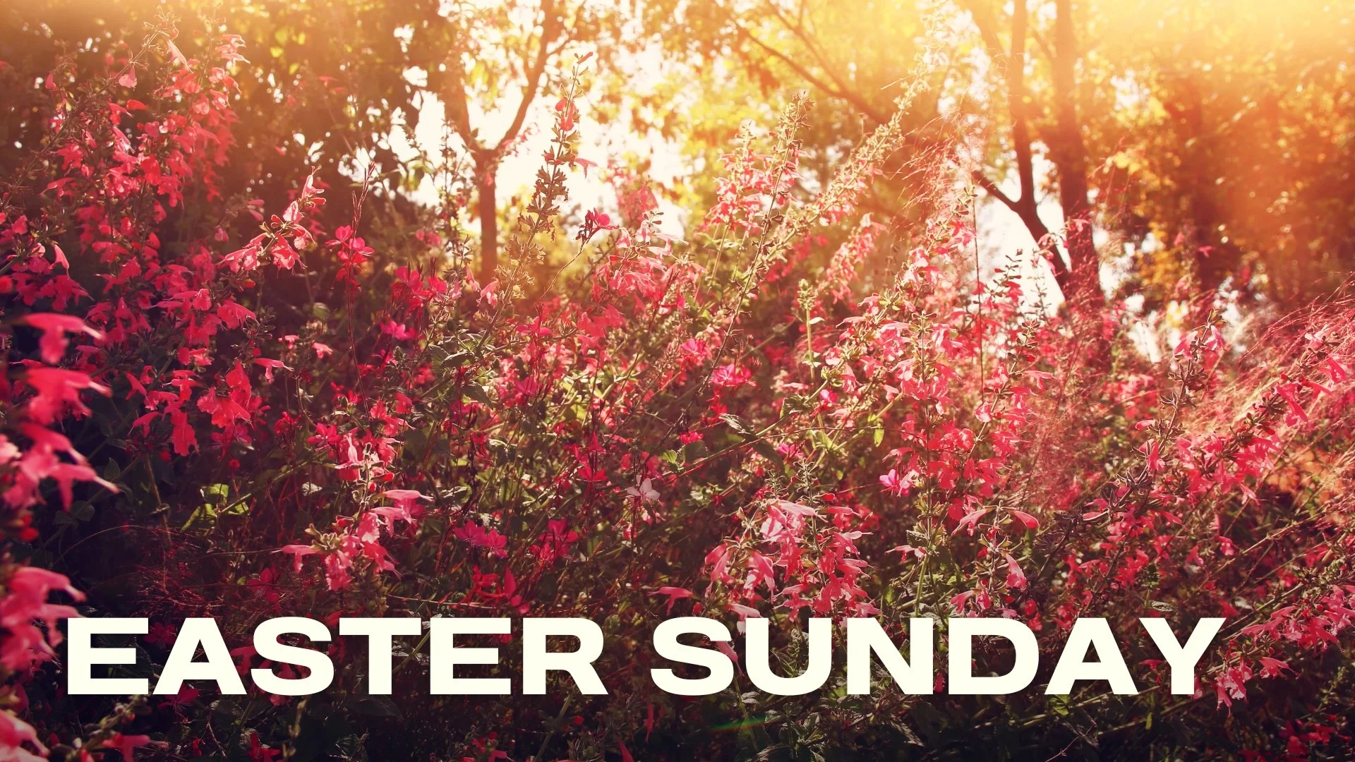 Easter Sunday: Come &amp; See