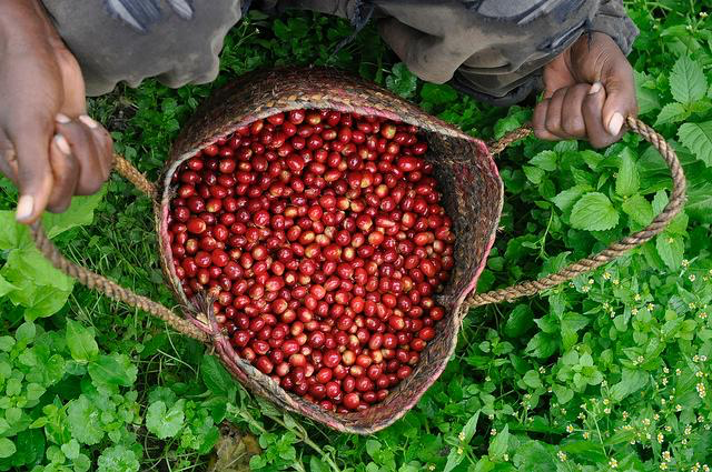 After sorting, this is about 2-400 grams of coffee