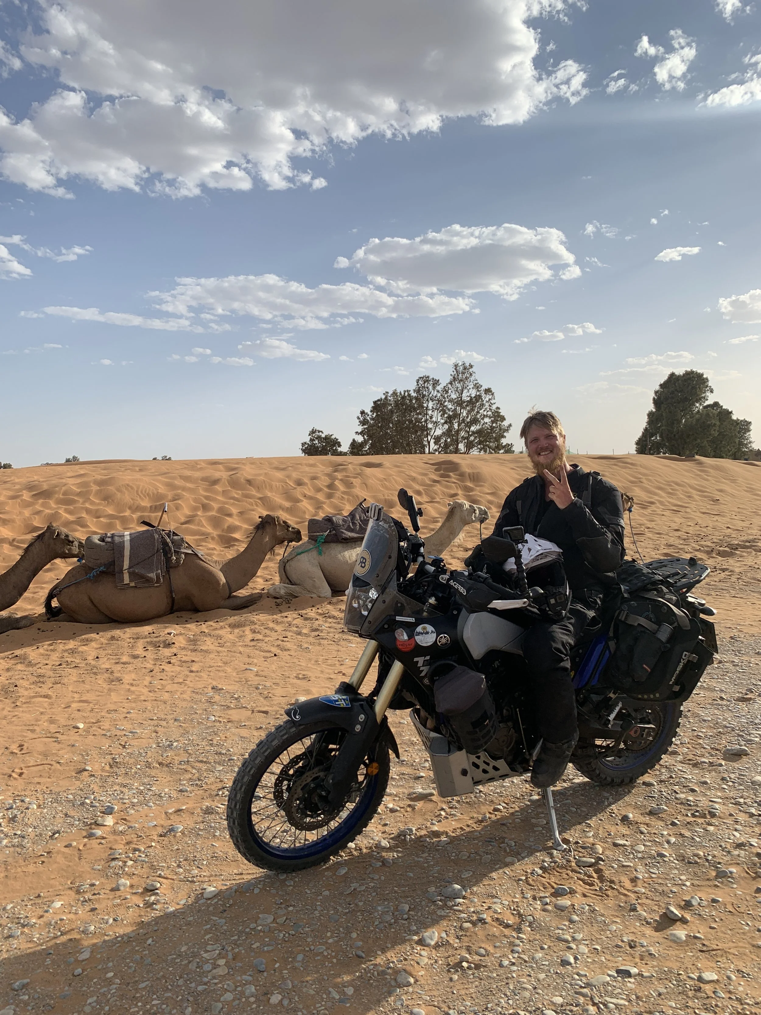 Camels in Merzouga desert, Morocco