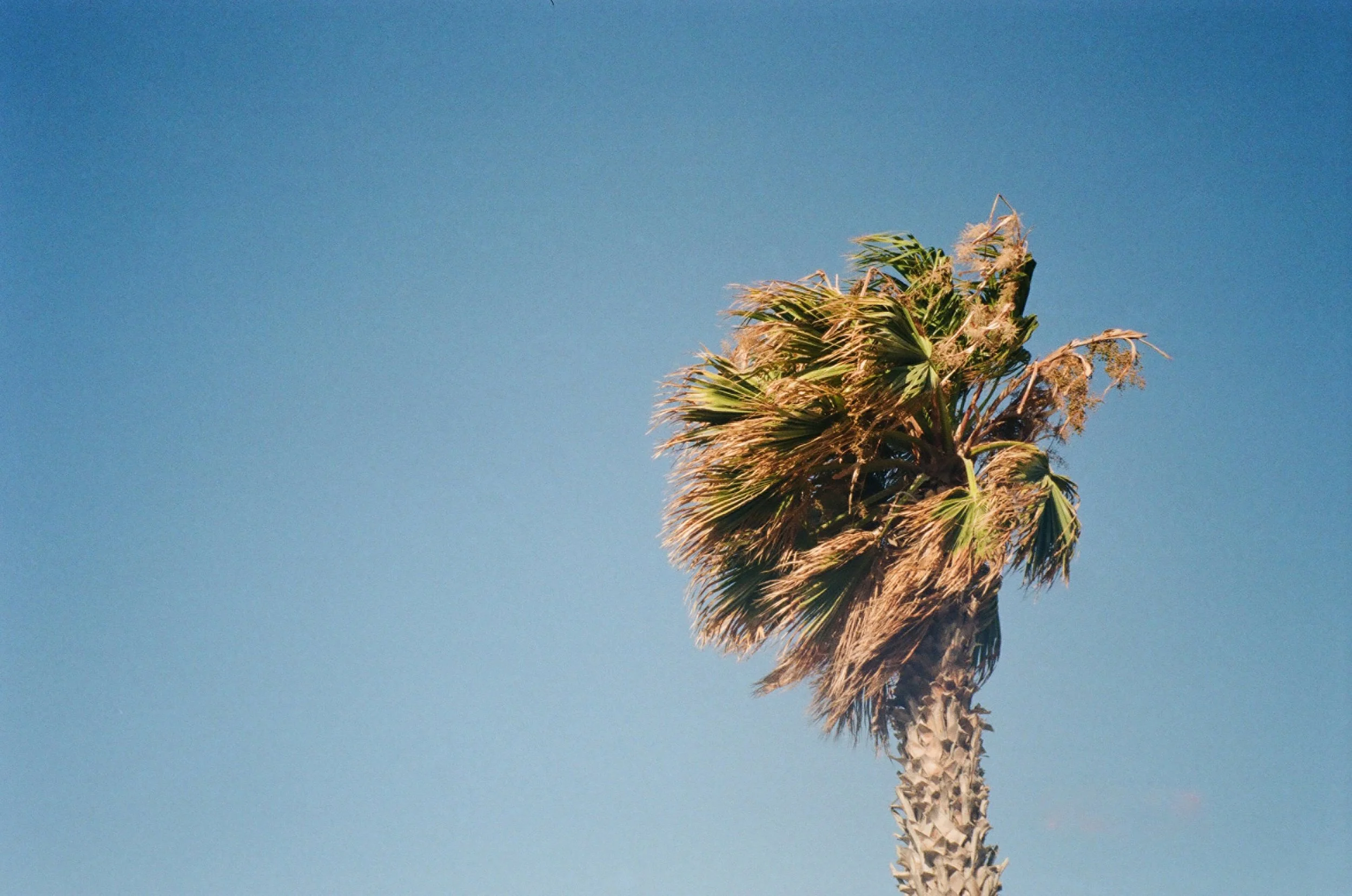 Palm tree.jpg