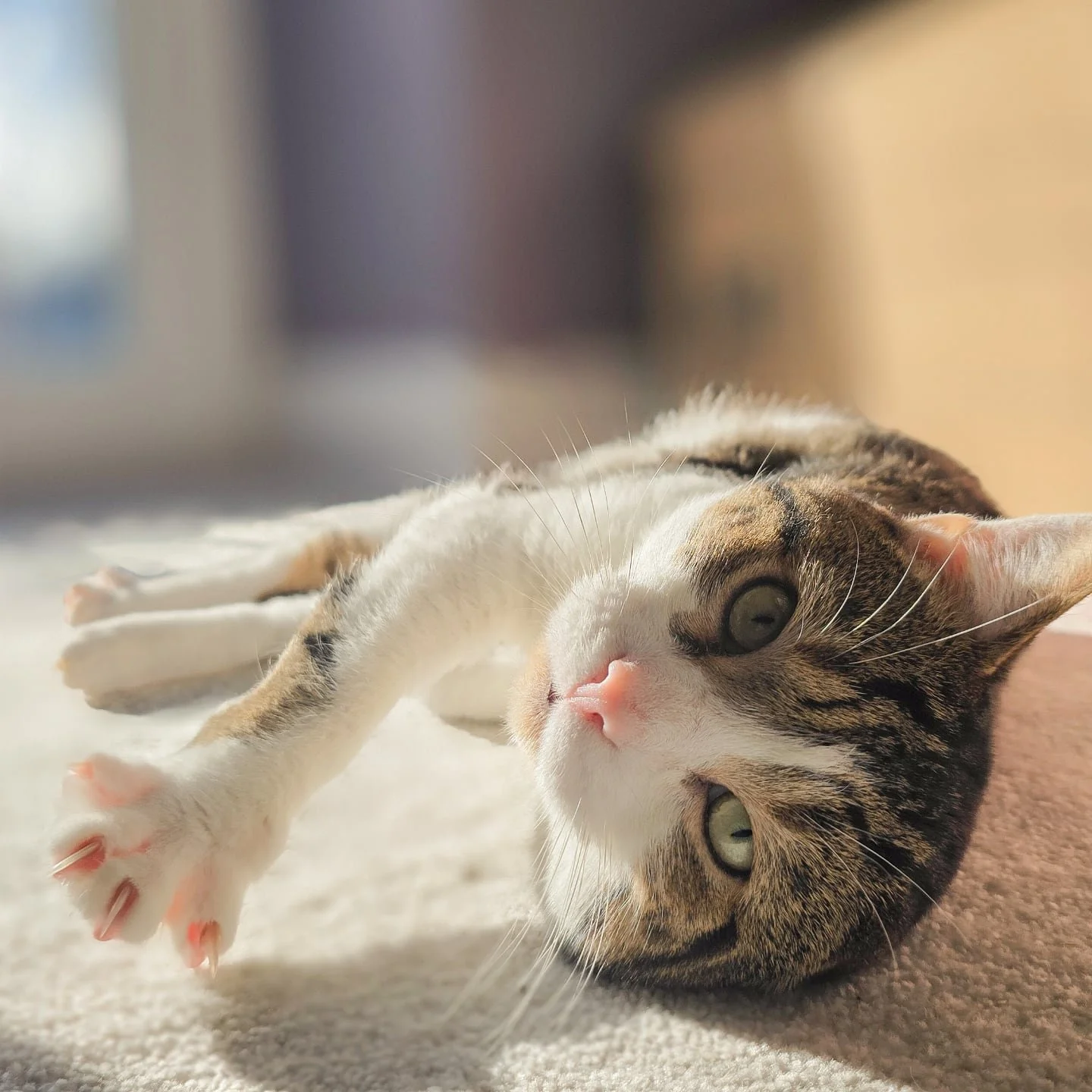 Apologies for the silence lately, we have recently moved to Hebden Bridge and have had a hectic month. If moving wasn't stressful enough, my cat (Bean) has also gotten very sick. He has survived saddle thrombosis 3 times. Despite the odds, he has mad