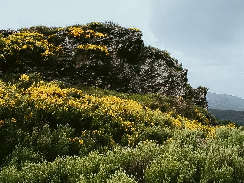 Vegetation verte avec des fleurs jaunes devant une falaise rocheuse escarpée.
