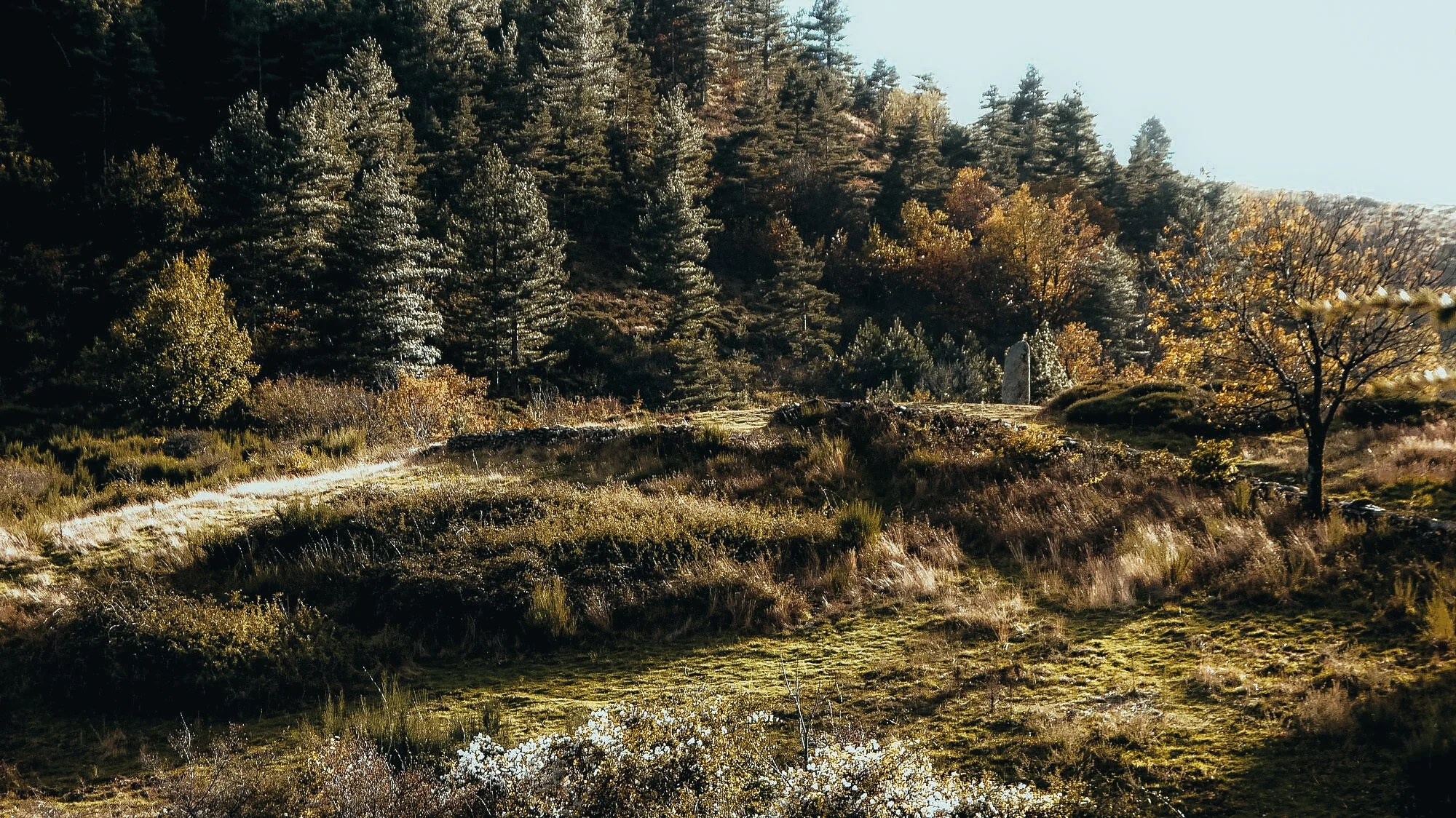 Une forêt avec des arbres verts et automnaux, un chemin de terre en premier plan, et un ciel clair.