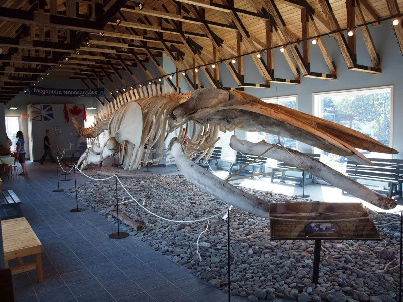  Humpback Whale Pavilion  
 10 minute stroll   

A 52 foot humpback whale skeleton is on display with interpretation video and signage. The world's largest concentration of summer humpback whales attracts a lot of attention in this region.