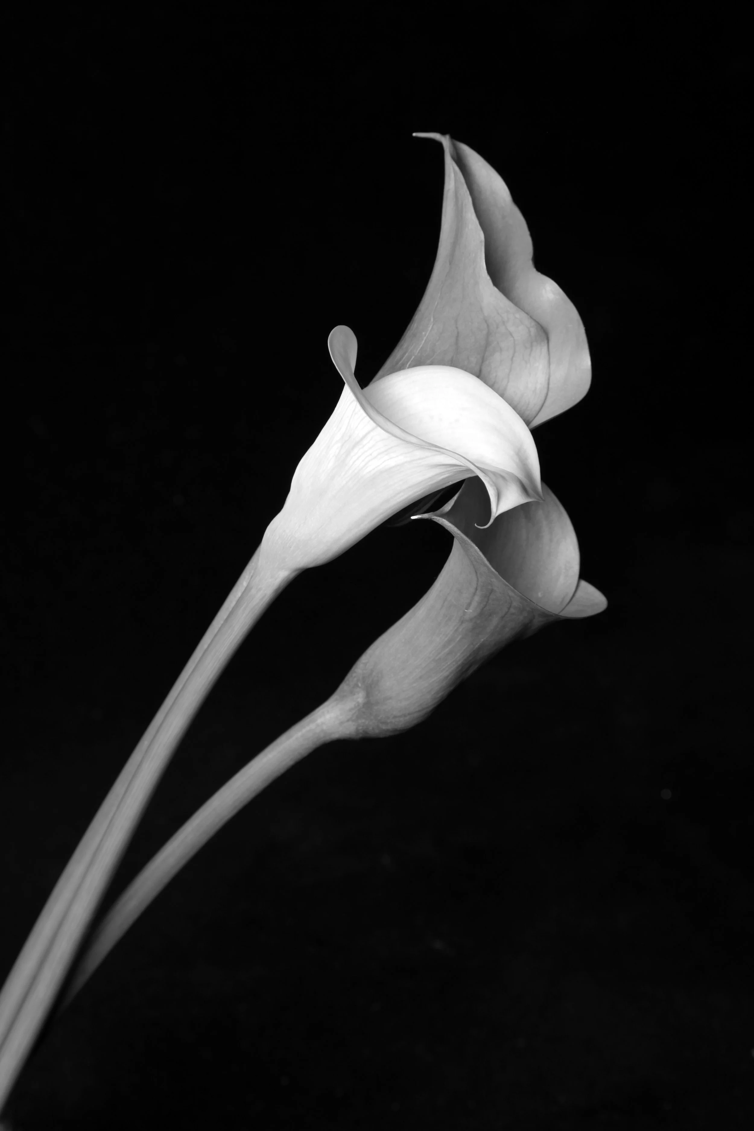 bw7.jpg