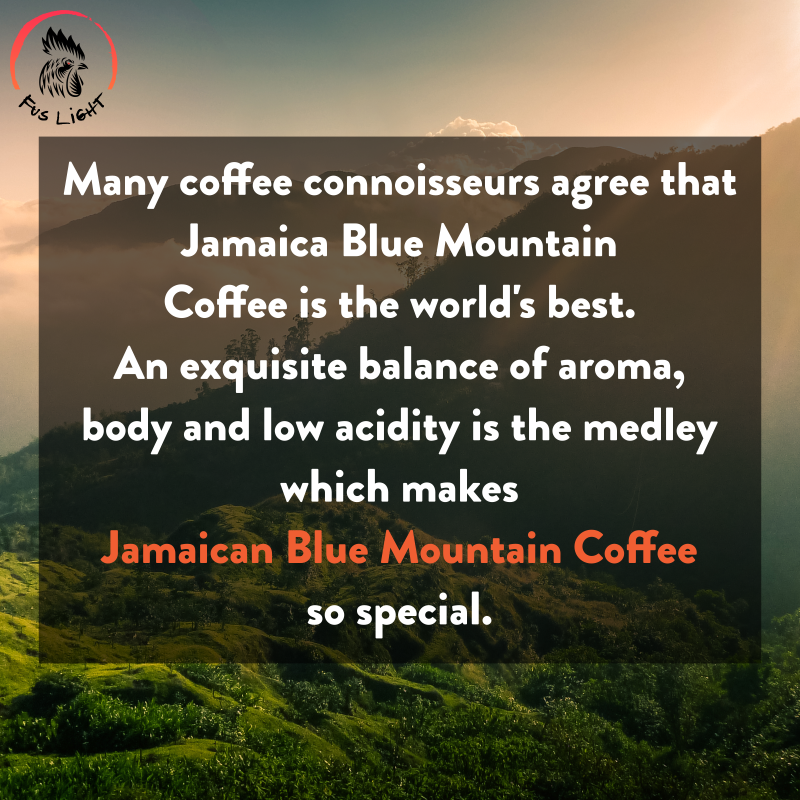 Jamaica Blue Bountain Coffee is Special