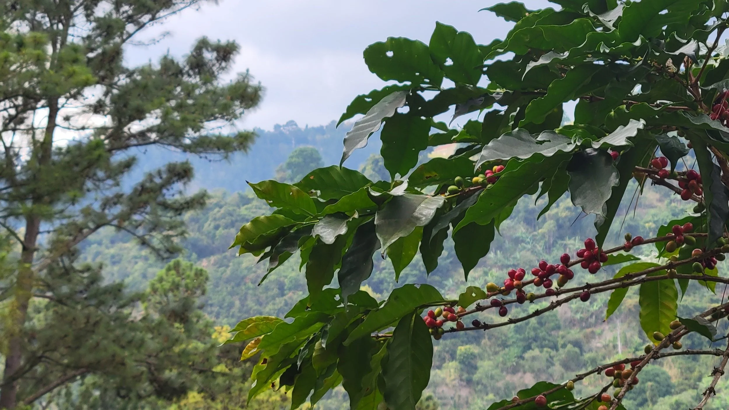 Why Is Jamaica Blue Mountain Coffee So Good Fus Light Coffee Why Is Jamaica Blue Mountain Coffee So Good Fus Light Coffee