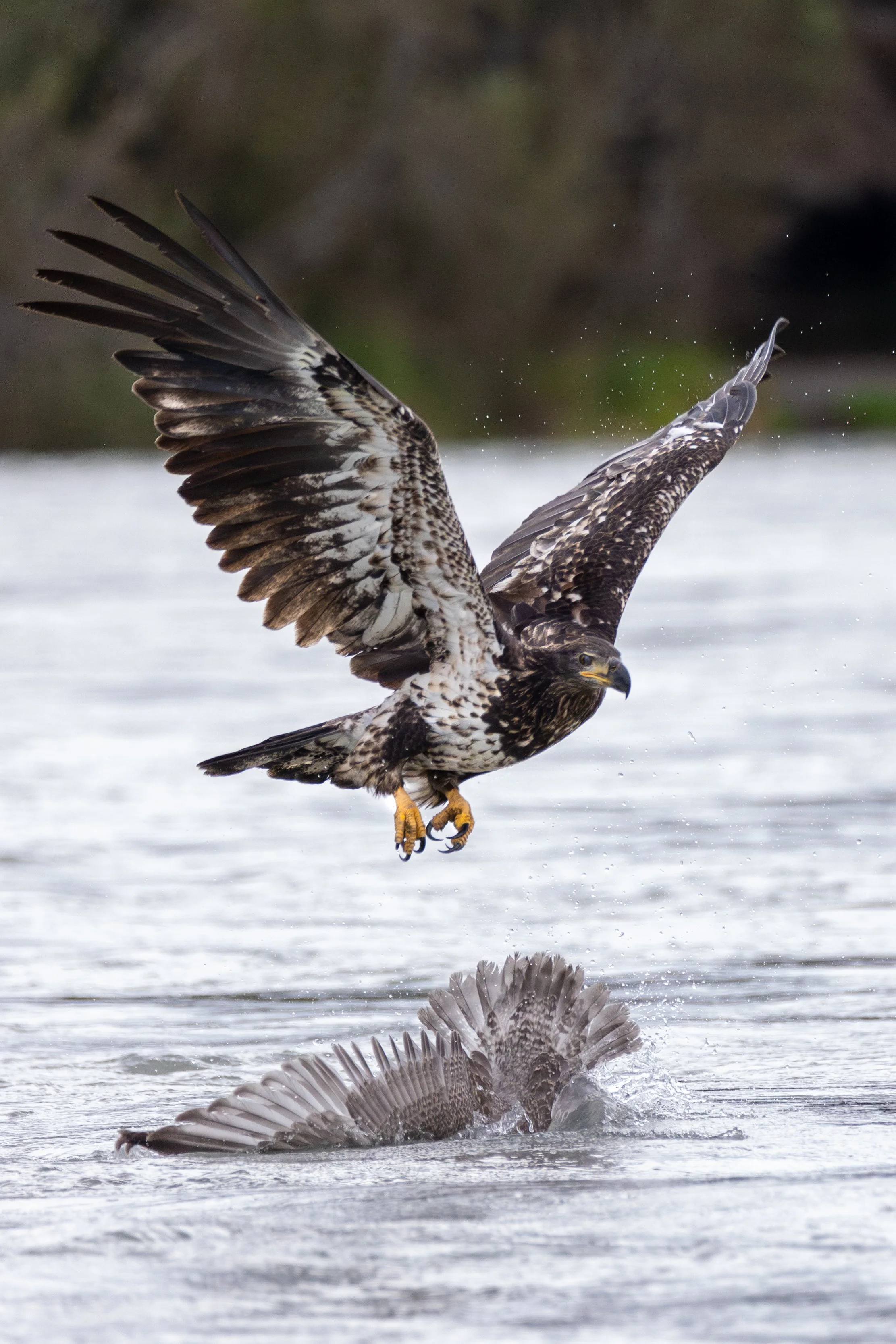 NE5A7717-Enhanced-NR.jpg