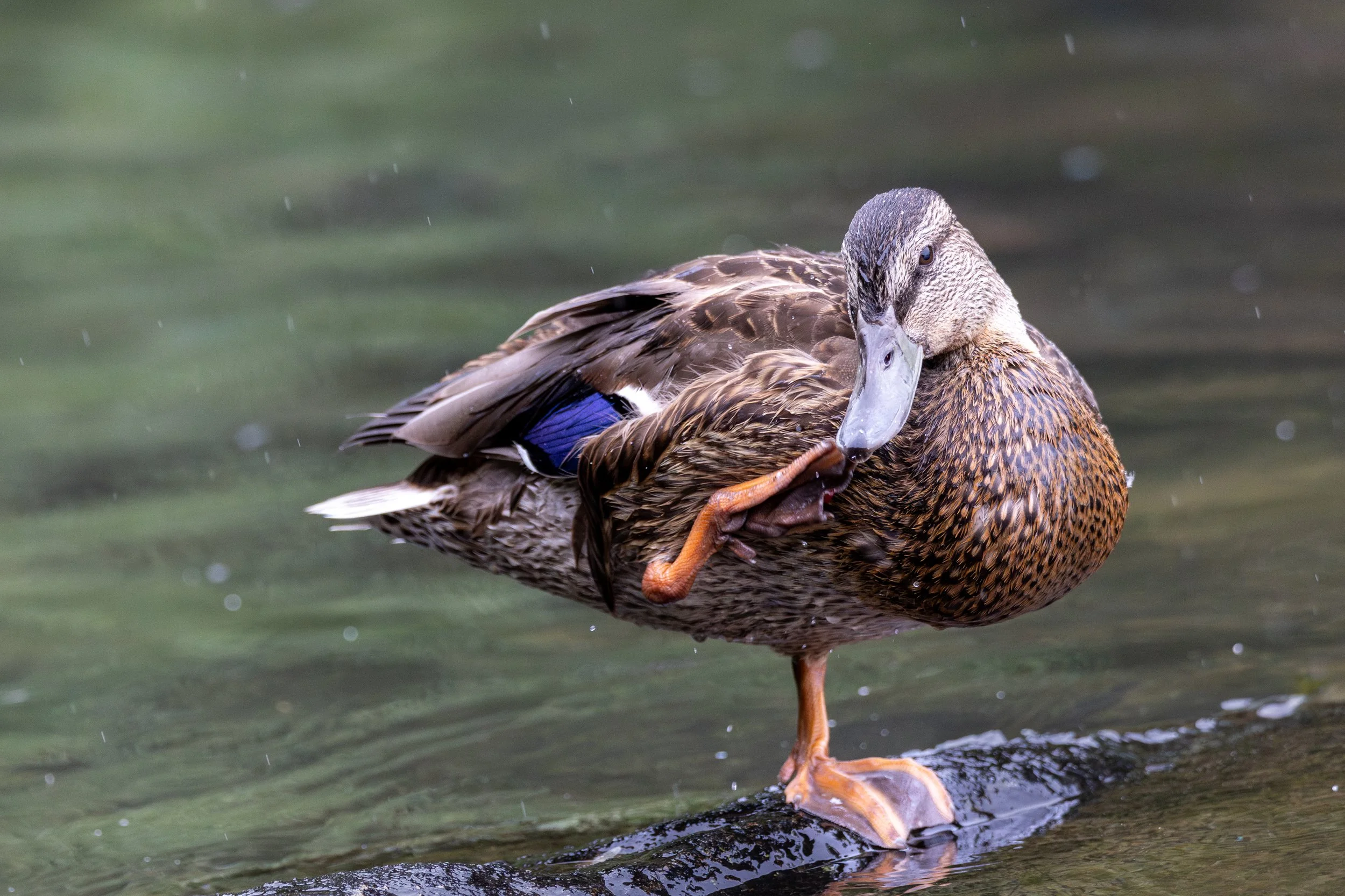 NE5A8879-Enhanced-NR.jpg