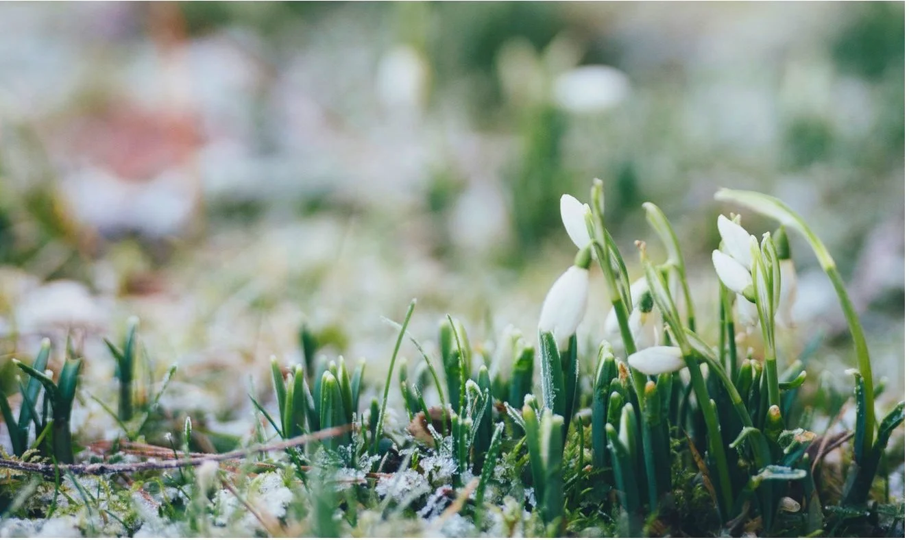 Miraculous Spring and Other Musings