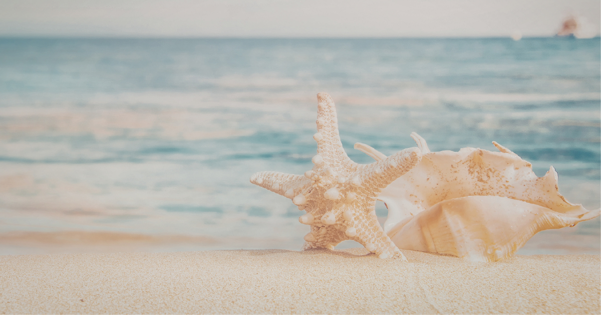 Shelling on North Captiva Island: When, Where &amp; What to Look For