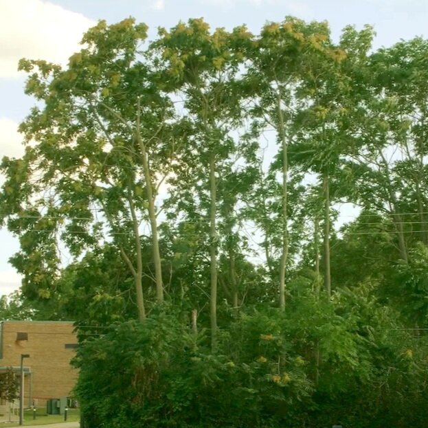 Trees of Heaven