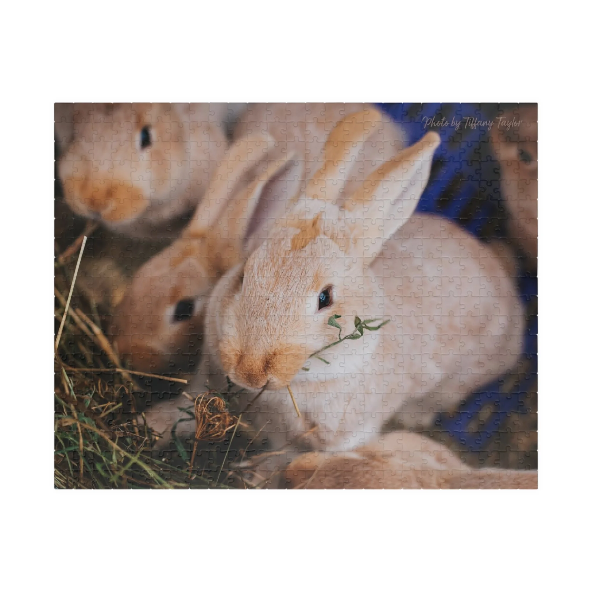 00c3a4a25cfb719ecd2041e33ea72e04