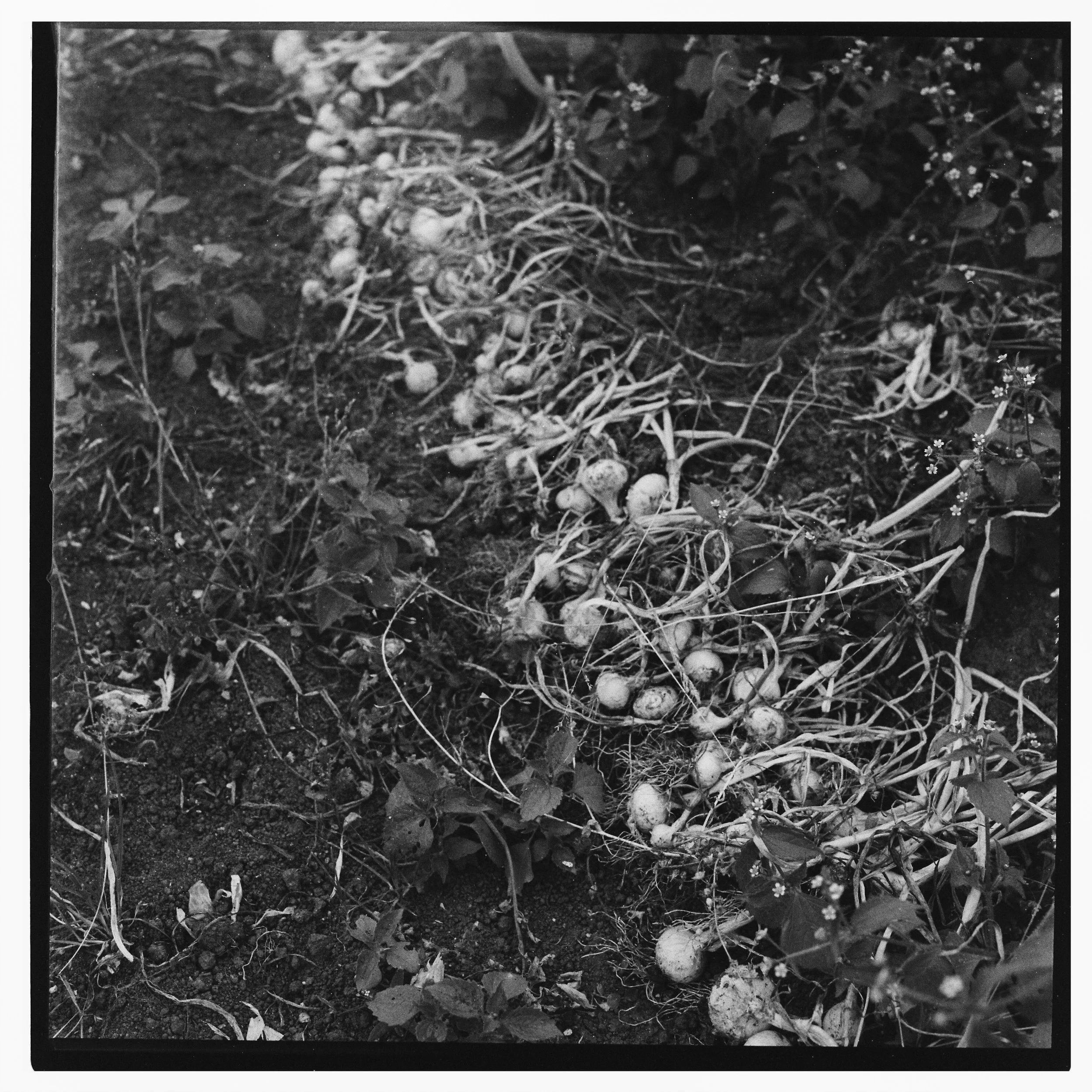 Wesley Verhoeve RollH021-6.jpg