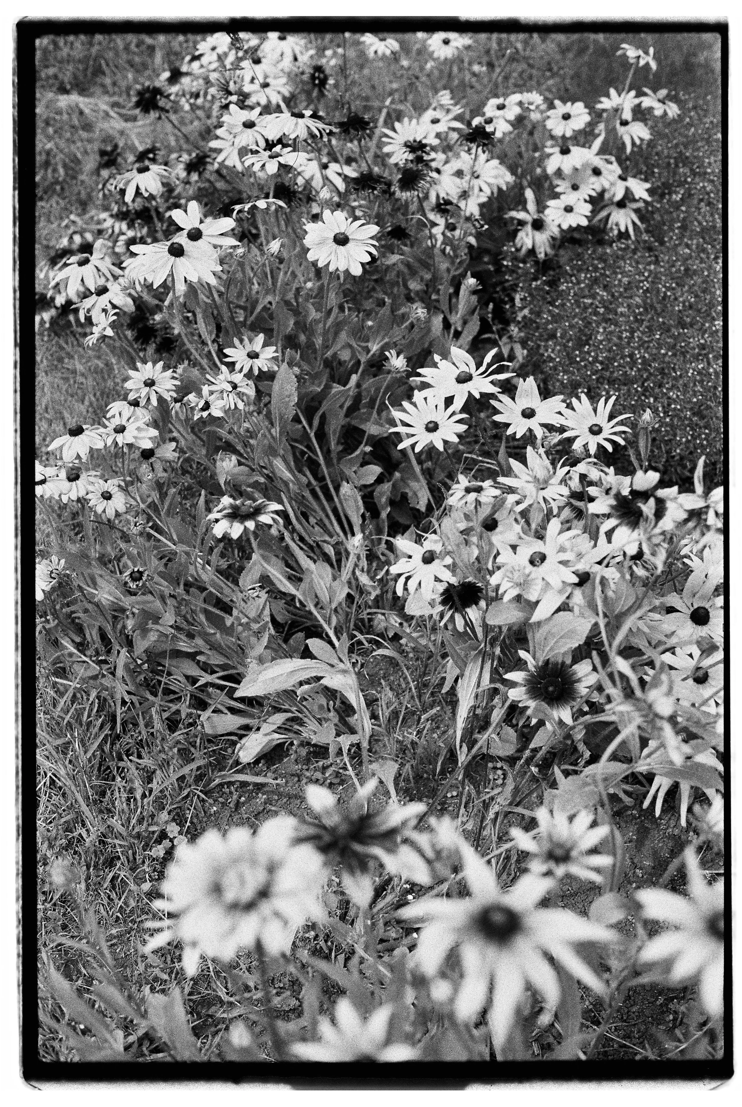 BW LX 135 Roll229 B-R DobleXX-9.jpg