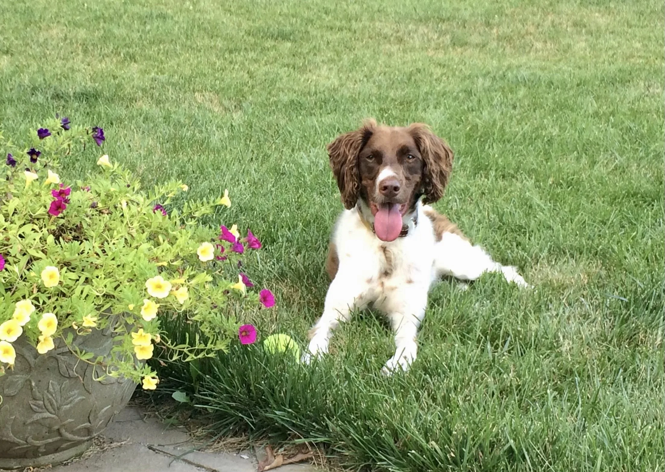 Brown and white dog lying on grass next to a pot with yellow and purple flowers.