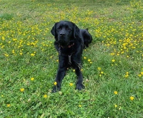 Black Labrador Retriever laying in a grassy field with yellow wildflowers.