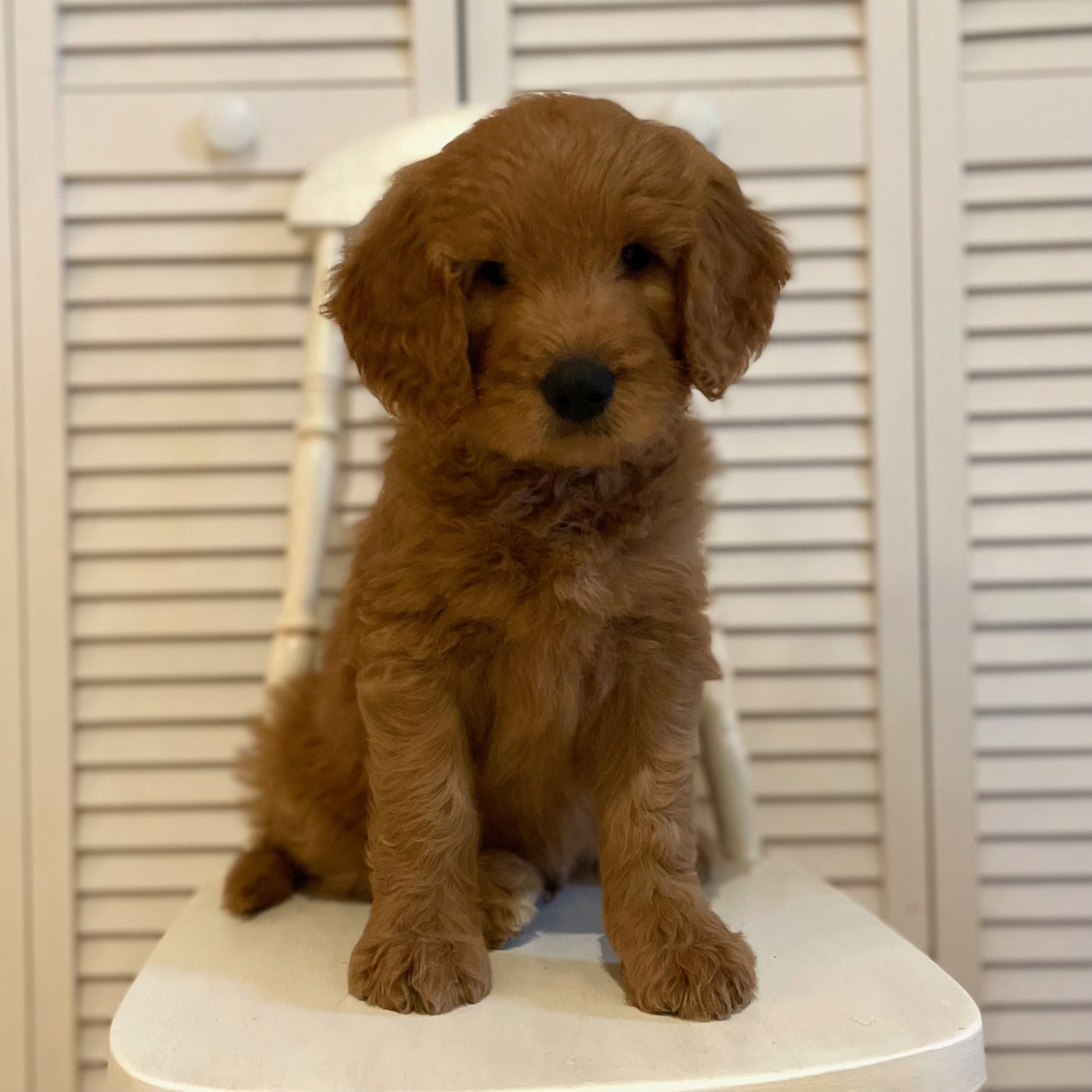 PREVIOUS LITTERS — Rosewood Puppies