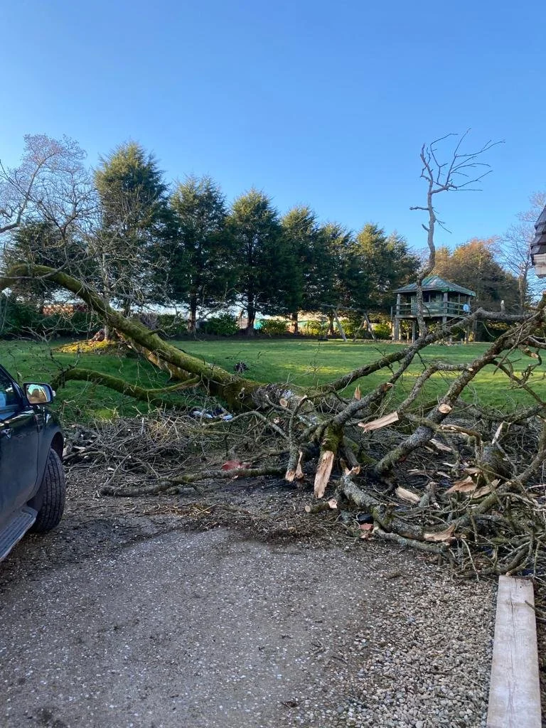 Downed tree branch blocking part of a gravel driveway, with a black vehicle on the left and a grassy area with a treehouse and tall trees in the background under a clear blue sky.