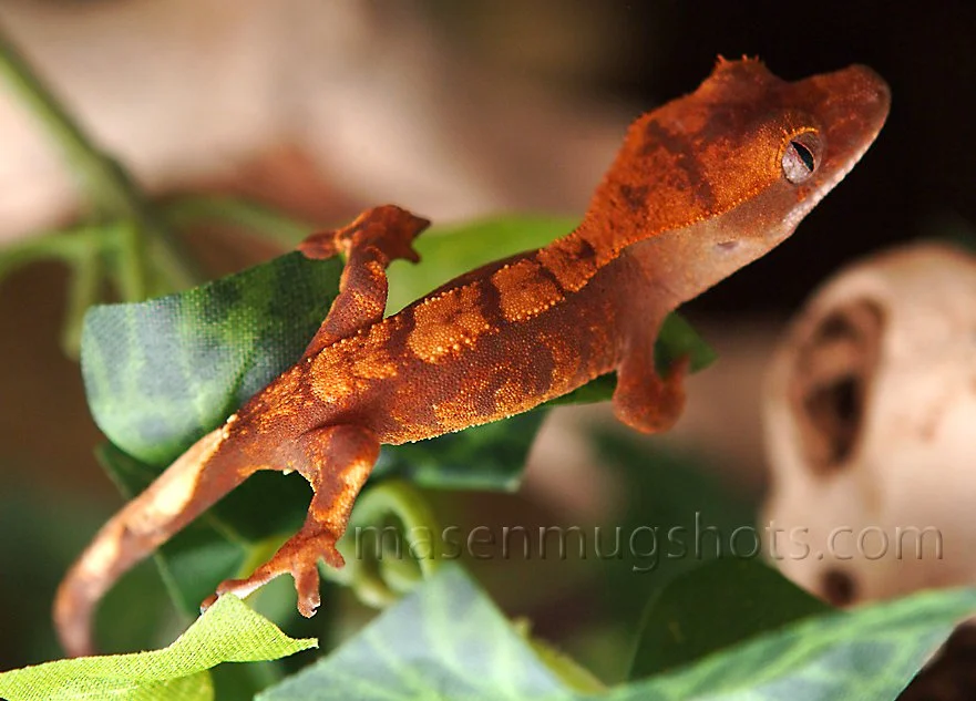 Klimby and Phoebe 023 copy.jpg