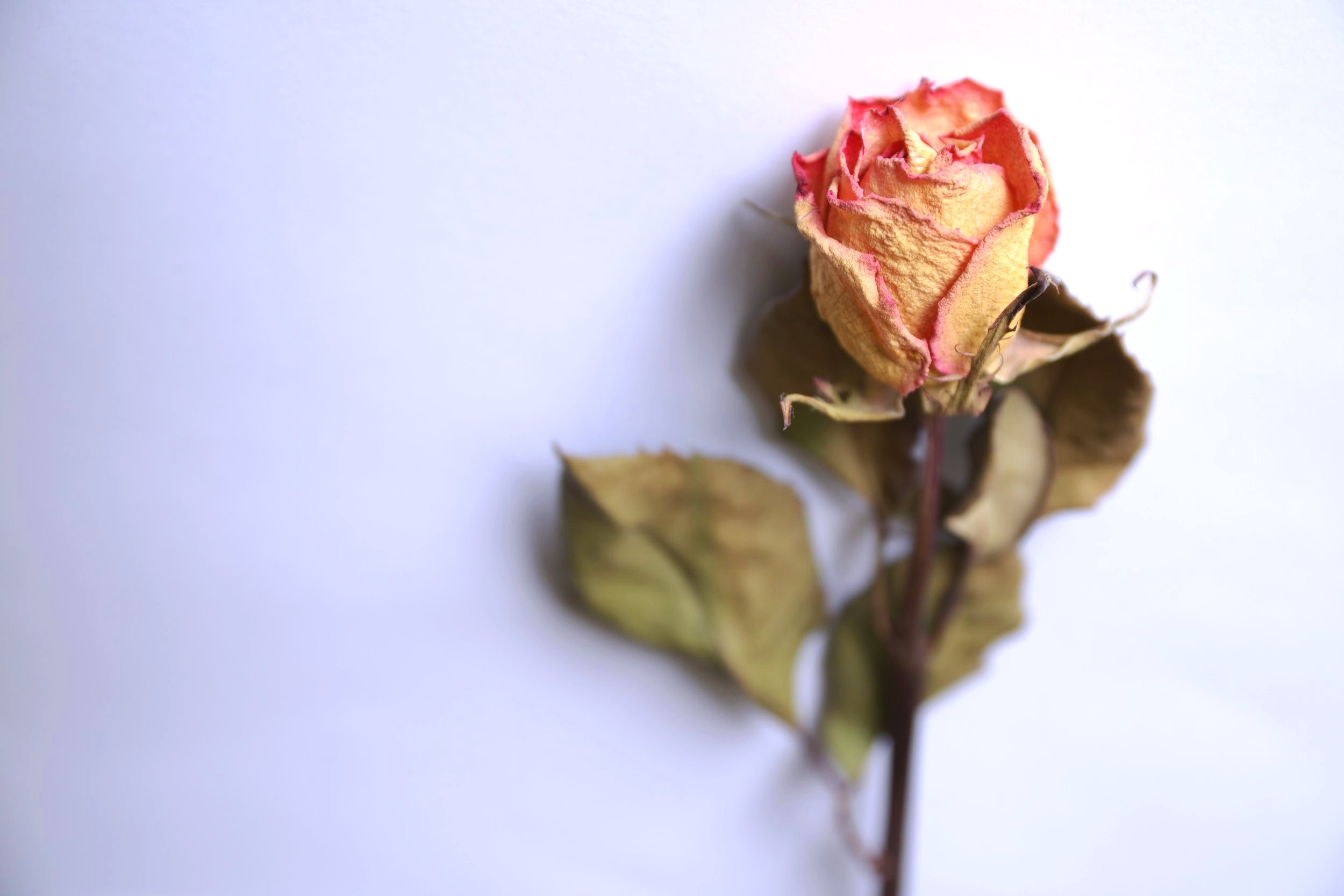 DWM_1108.jpg