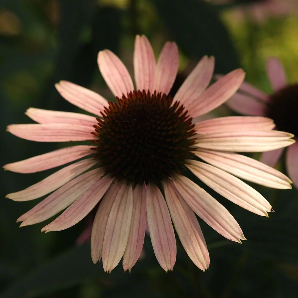 New Blooms for Sweety & Kids August 2010 080.JPG