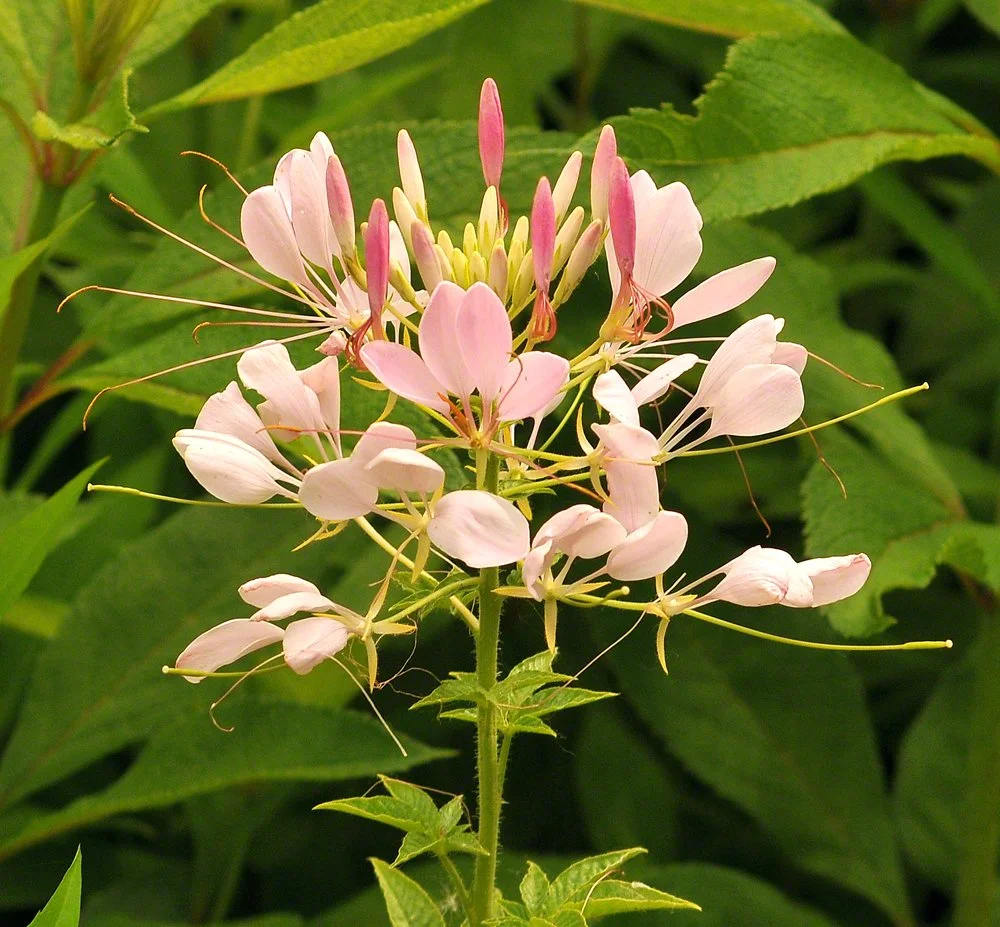 Zoo w Andys and Guests, June 2010 055.JPG