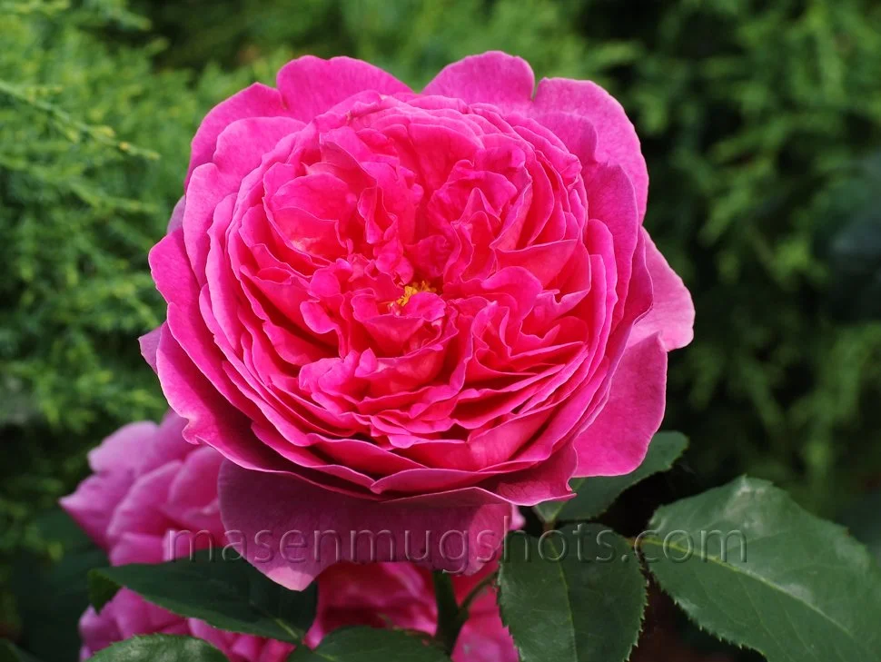 Grandma's Garden and Misc.jpg