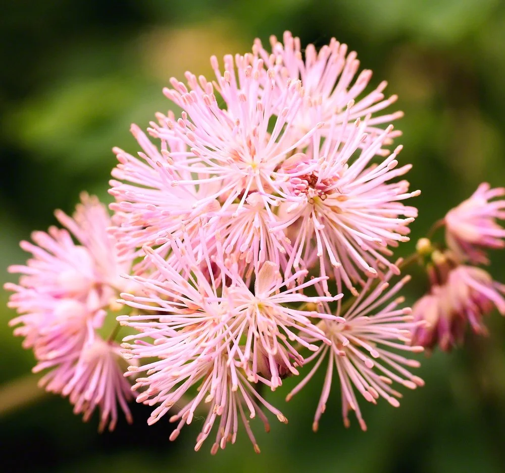 Grandmas Garden June 2010 054.JPG