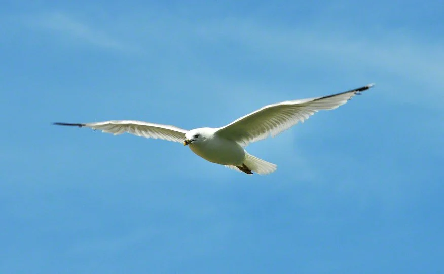 Camping Mackinaw, July 2010 182.JPG