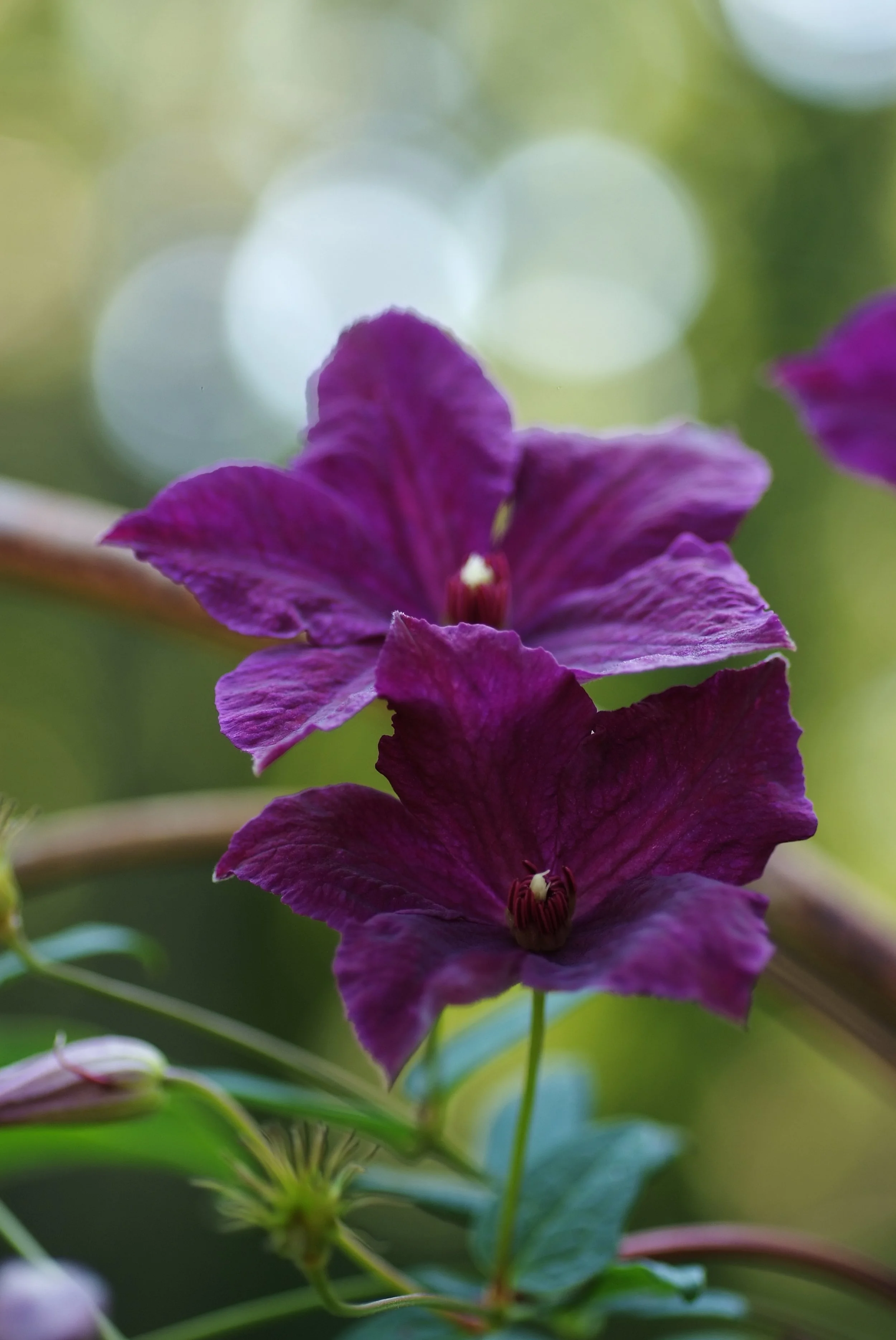 Sweetie's Garden, Aug 2011 019.JPG