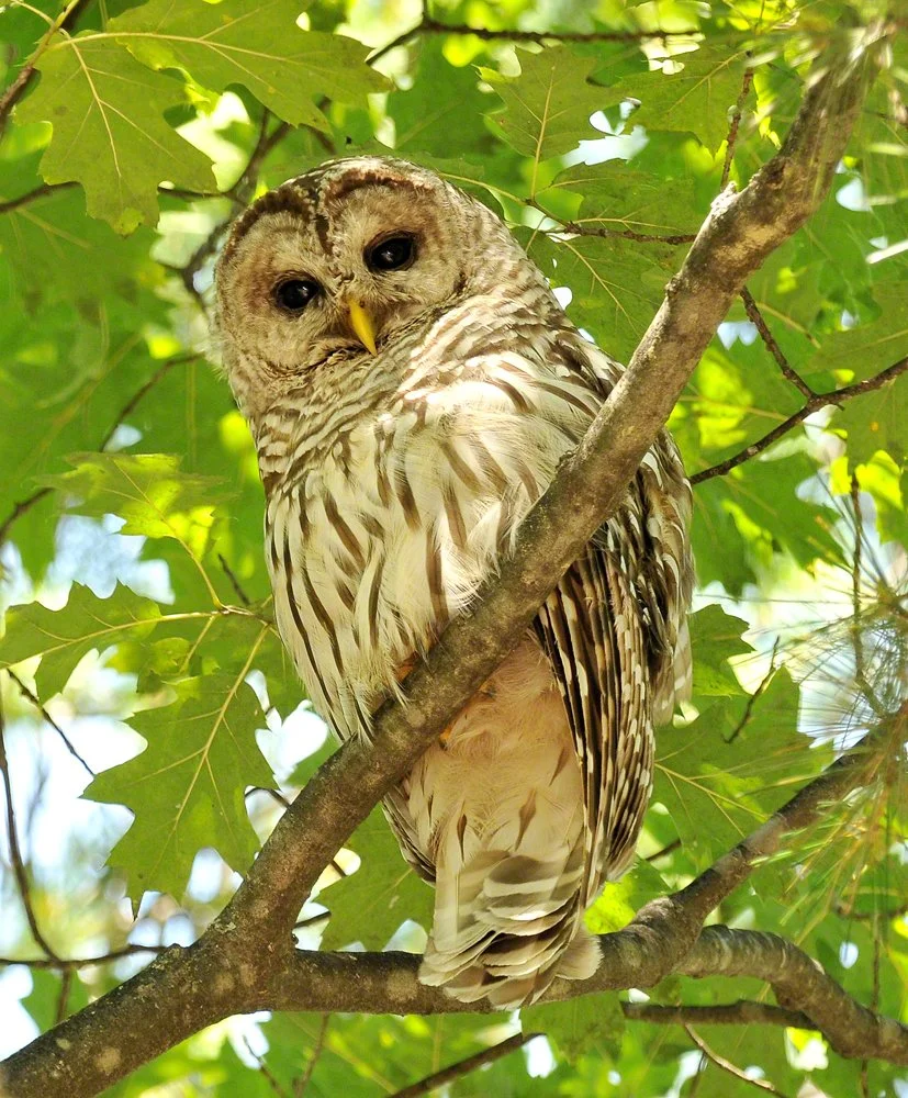 Platte take 1, July 28, 2009 175.JPG